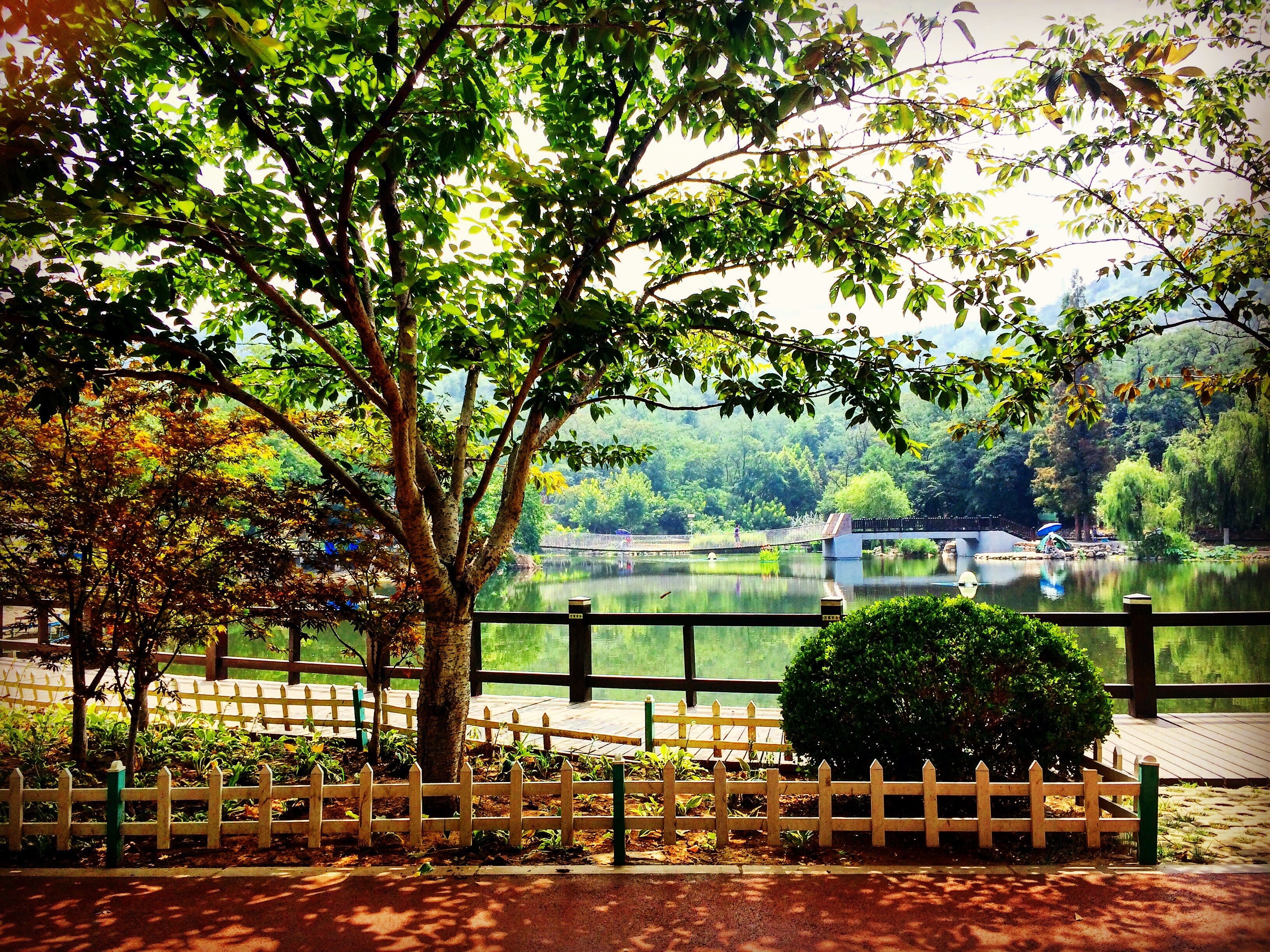 garden, park, farm, Dalian, Linhai Road, backyard, estate, tree, autumn, leaf, flower, home, plantation Gallery HD Wallpaper