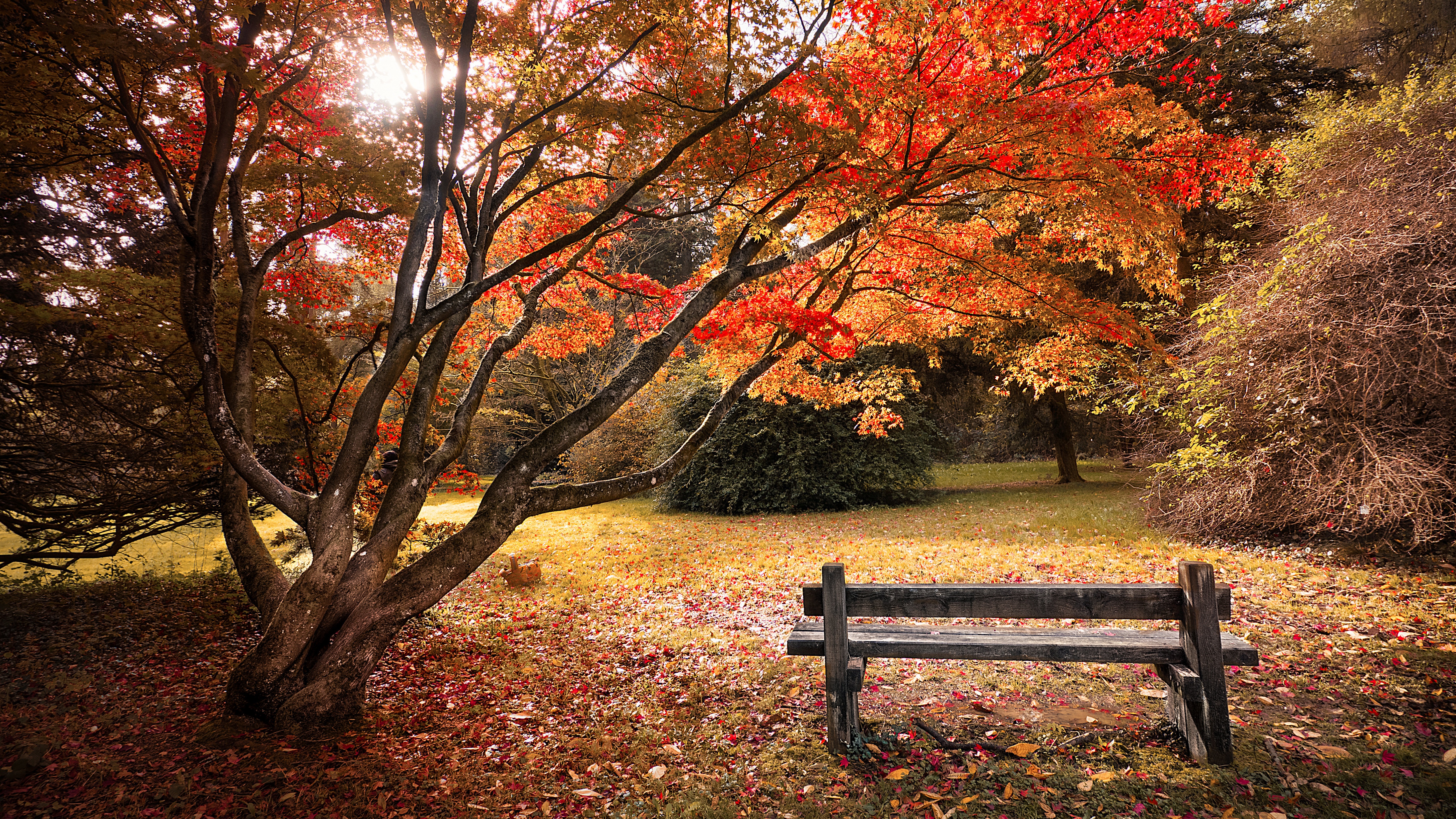 Maple trees Wallpaper 4K, Autumn leaves, Wooden bench, Beautiful, Scenery, Nature