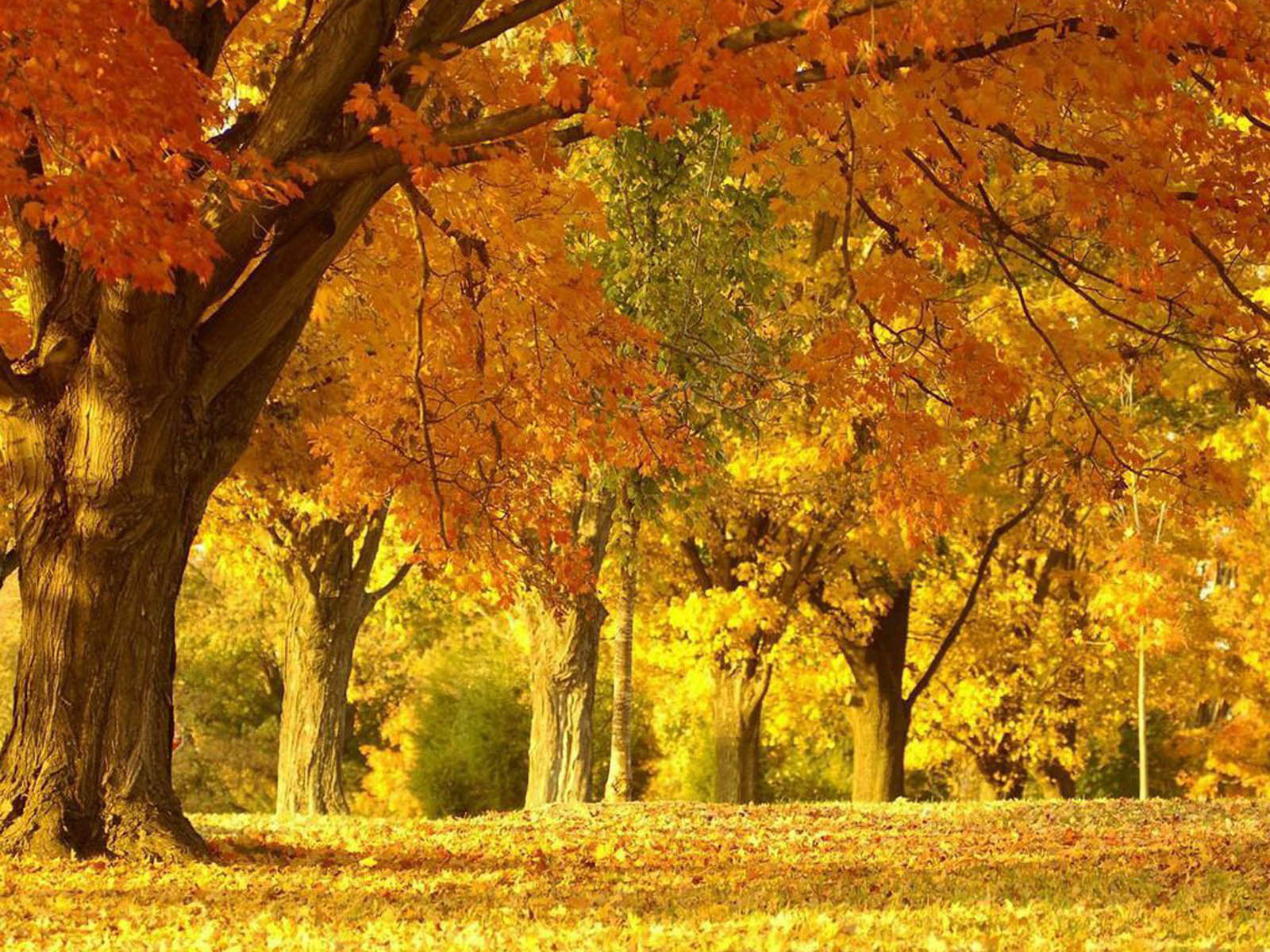 Beautiful Autumn Scenery Wallpaper 04. Pro Tech Consultants Home Inspections