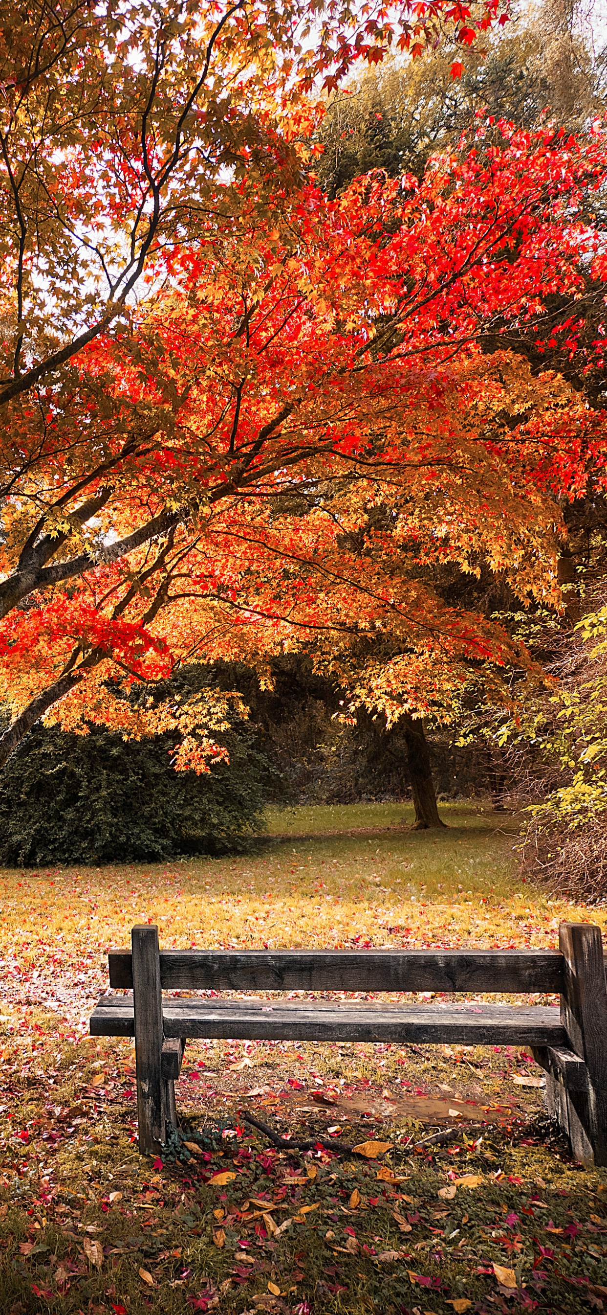 Maple trees Wallpaper 4K, Autumn leaves, Wooden bench, Beautiful, Scenery, Nature