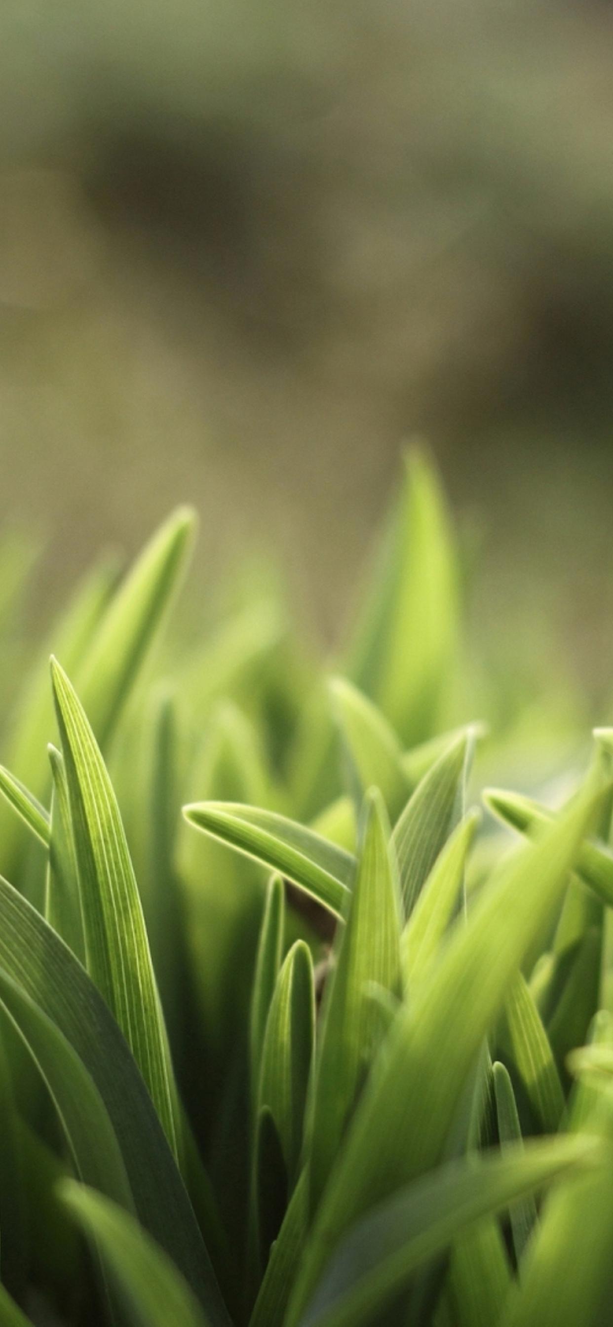 iPhone XS Green 4k Wallpapers Wallpaper Cave