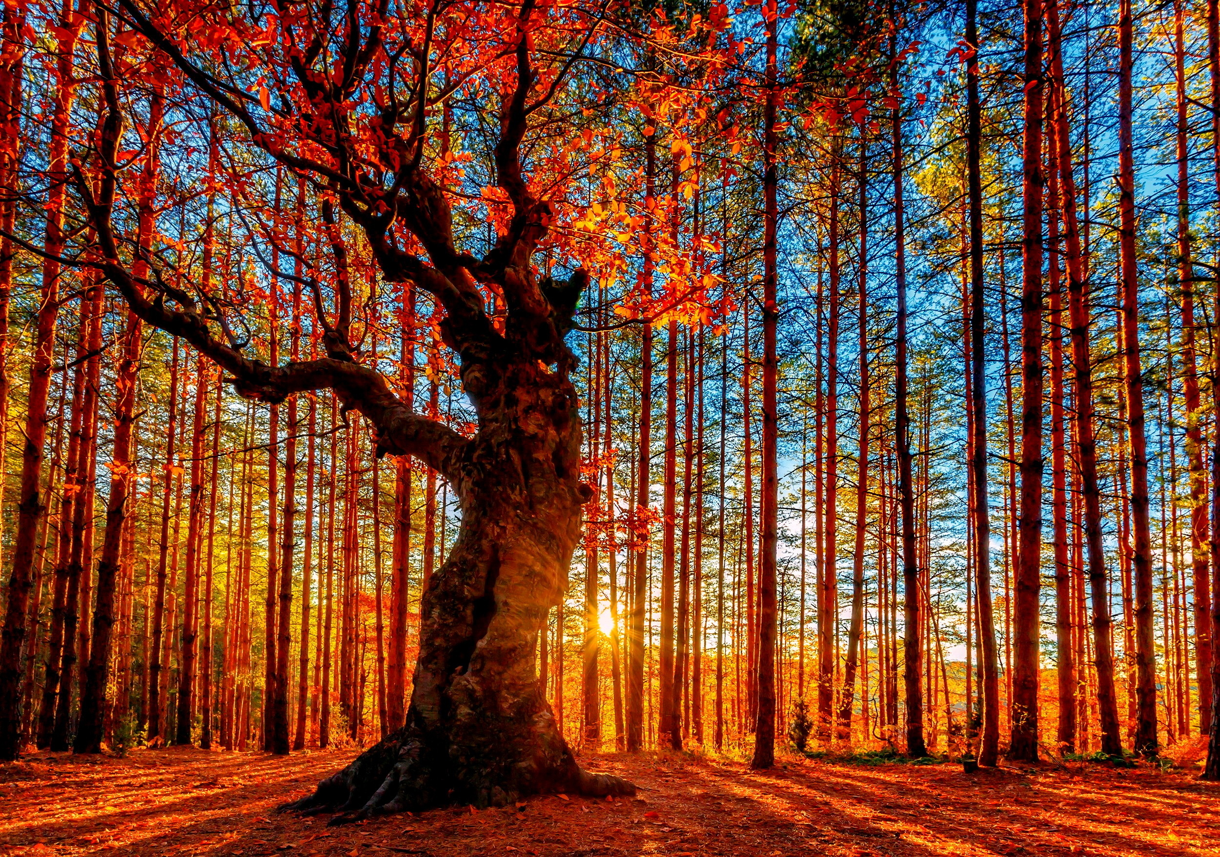 Fall Scenery Wallpaper Free Download