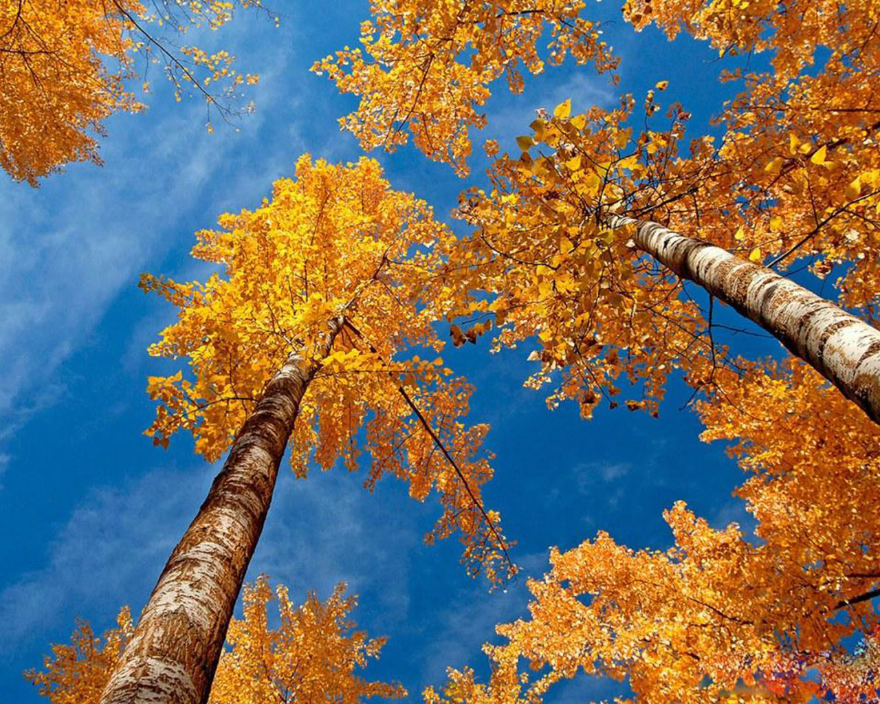 Free download wallpaper Beautiful Autumn Scenery Wallpaper [1600x1200] for your Desktop, Mobile & Tablet. Explore Beautiful Scenery Wallpaper Desktop Wallpaper. Beautiful Desktop Wallpaper and Background, The Most Wonderful Wallpaper