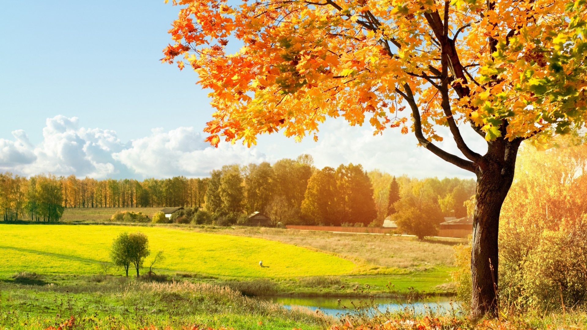 Beautiful Autumn Yellow Tree Wallpaper