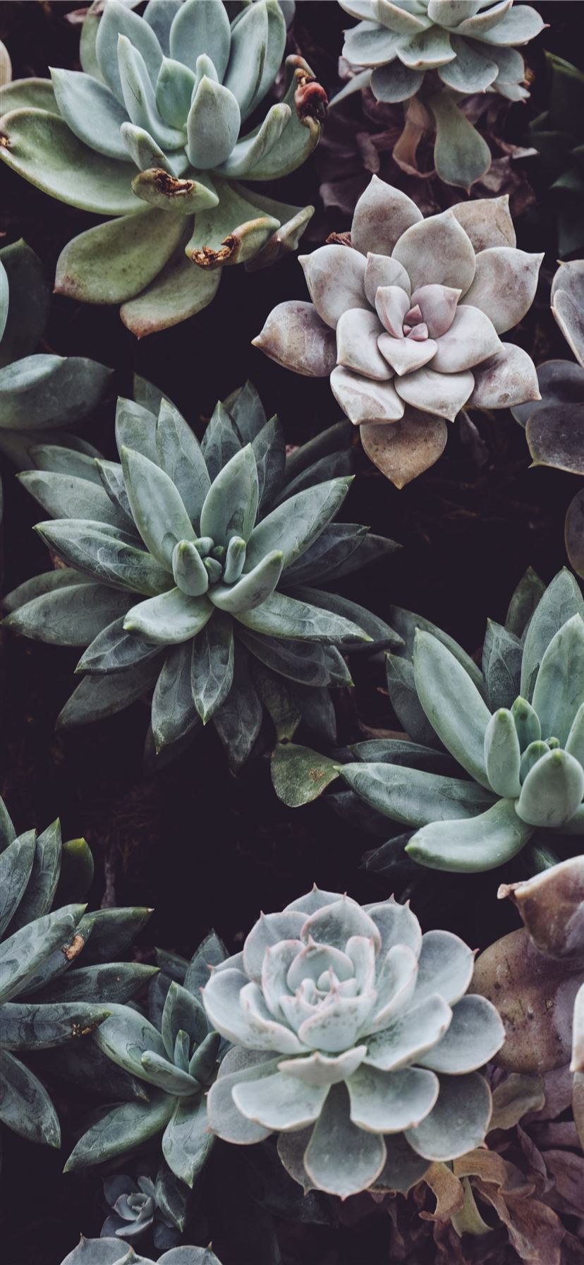 assorted color succulent plant lot iPhone X Wallpaper Free Download