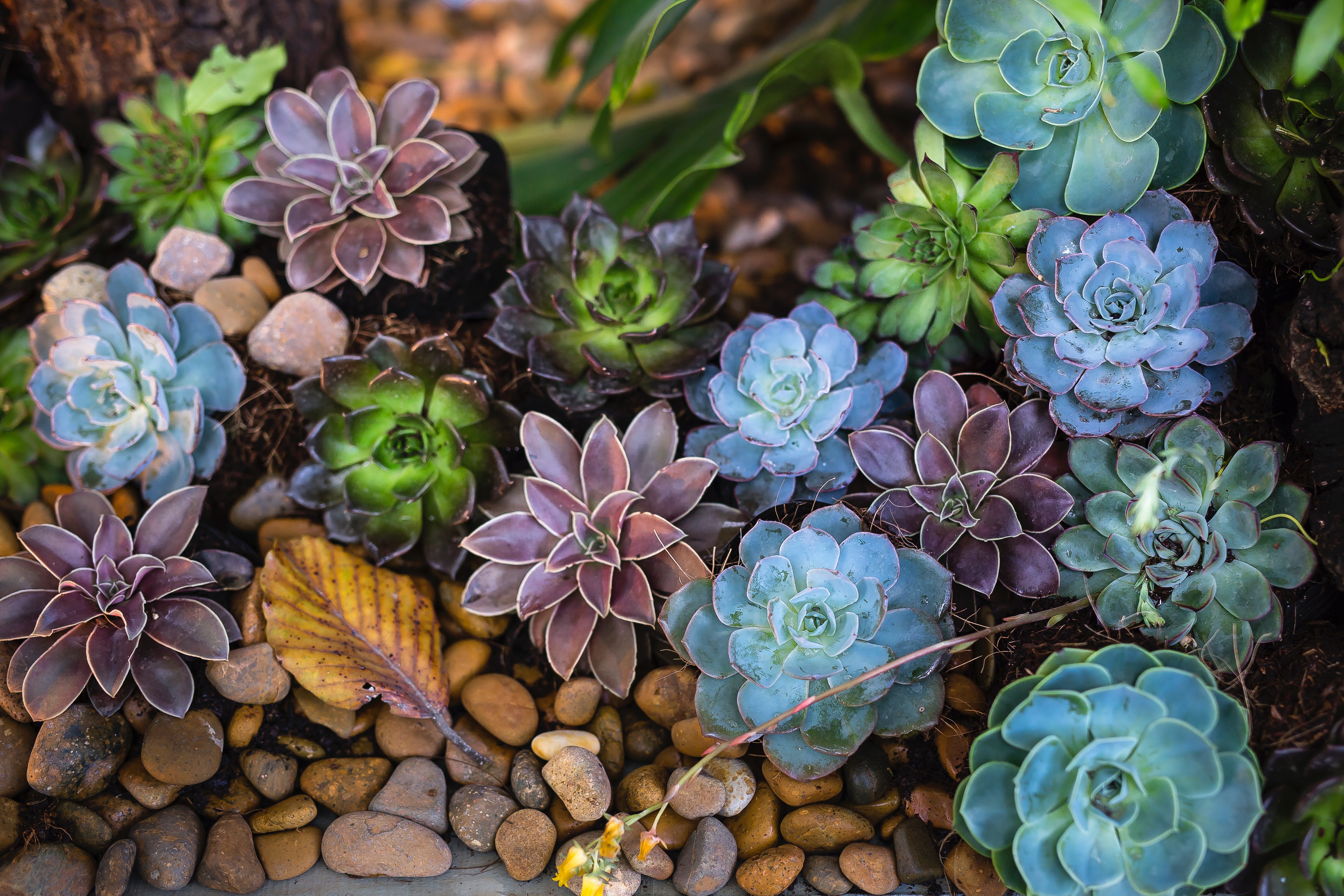Succulent Photo, Download Free Succulent & HD Image
