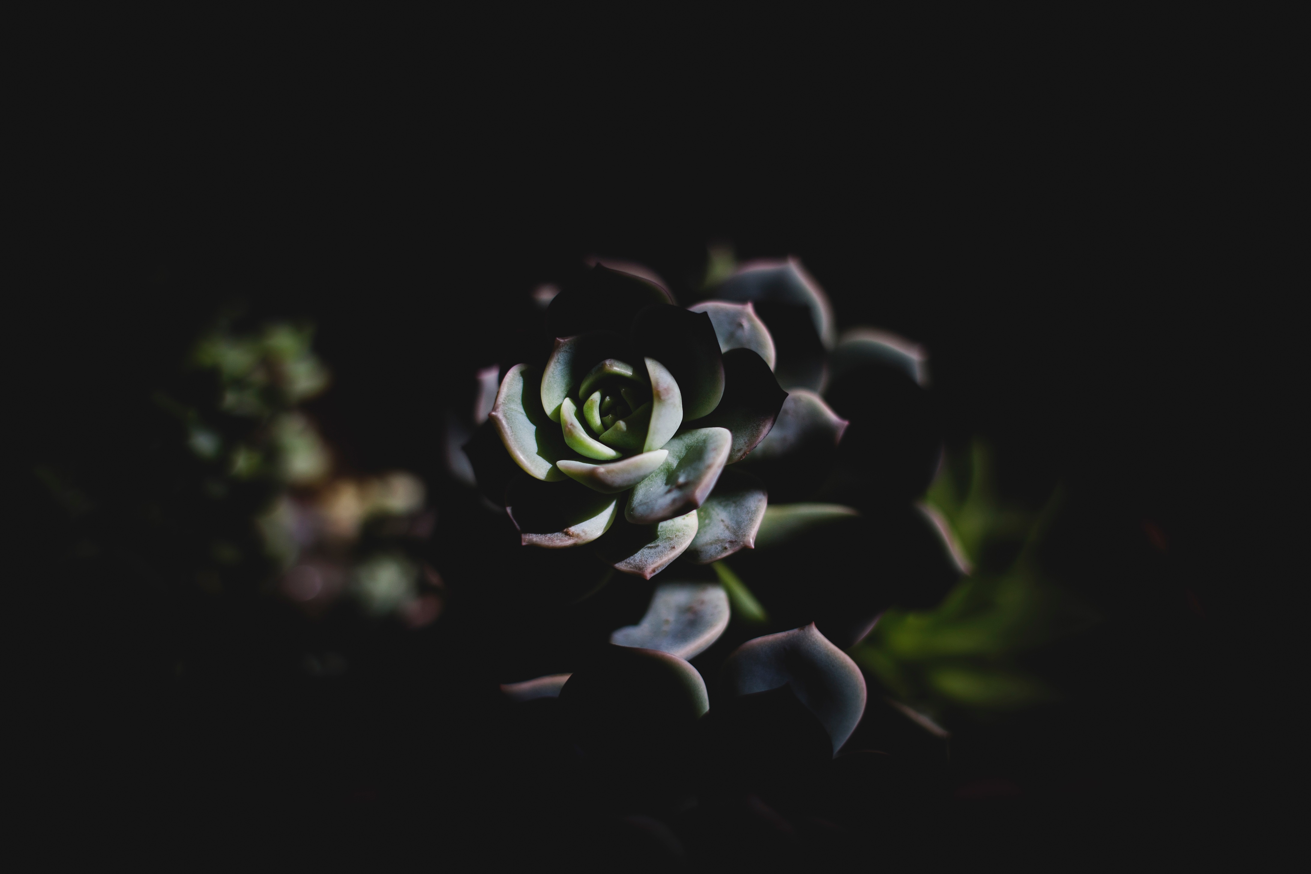 Succulent Plant HD Wallpaper and Background