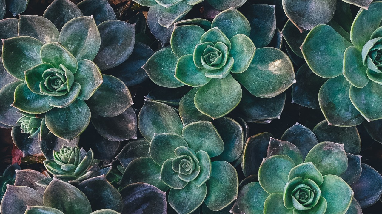 echeveria, succulents, plant wallpaper. echeveria, succulents, plant