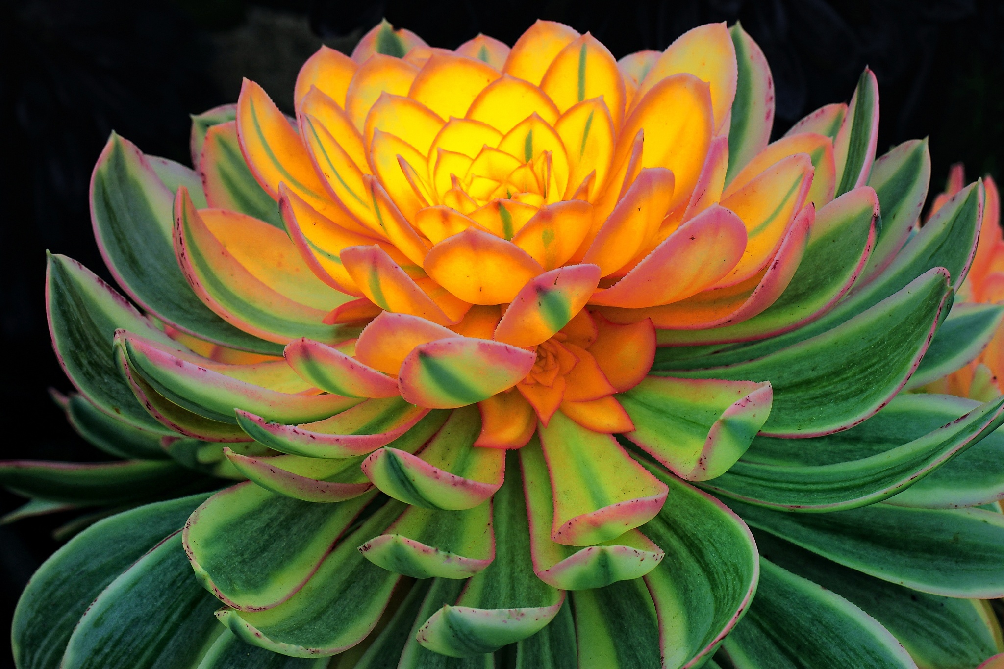 Succulent Plant HD Wallpaper and Background