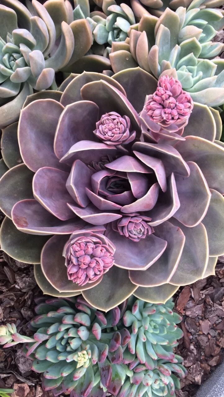 Healthy Succulent Lavender Purple Echceveria Parle Von Nurnberg Succulent Plant Echeveria PVN Hybri. Succulents wallpaper, Succulents, Planting succulents