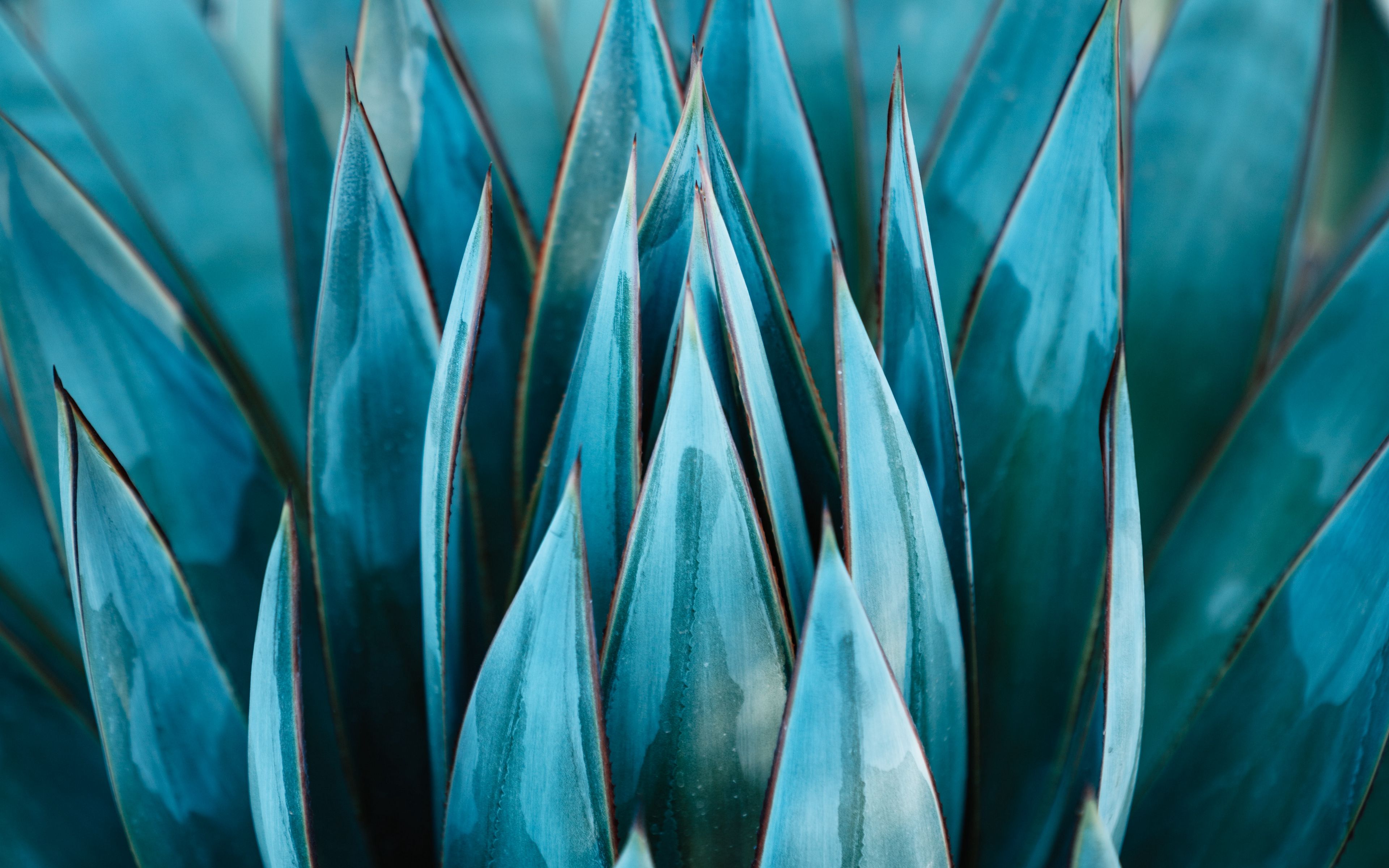 Download wallpaper 3840x2400 succulent, plant, leaves, flower 4k ultra HD 16:10 HD background