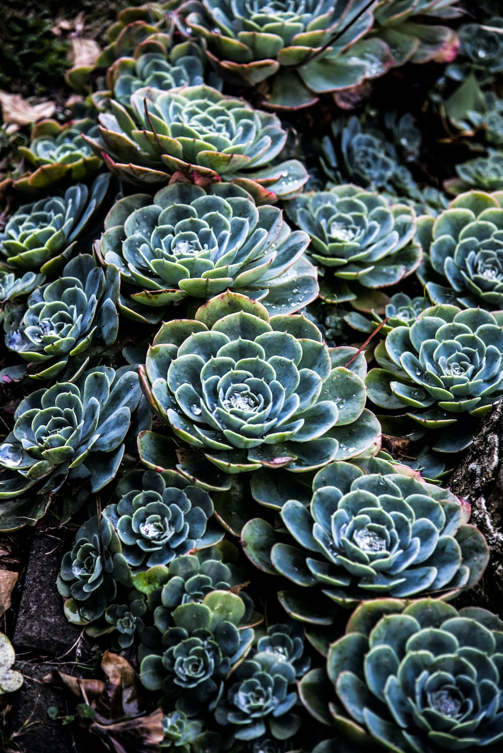 green succulent plant photo