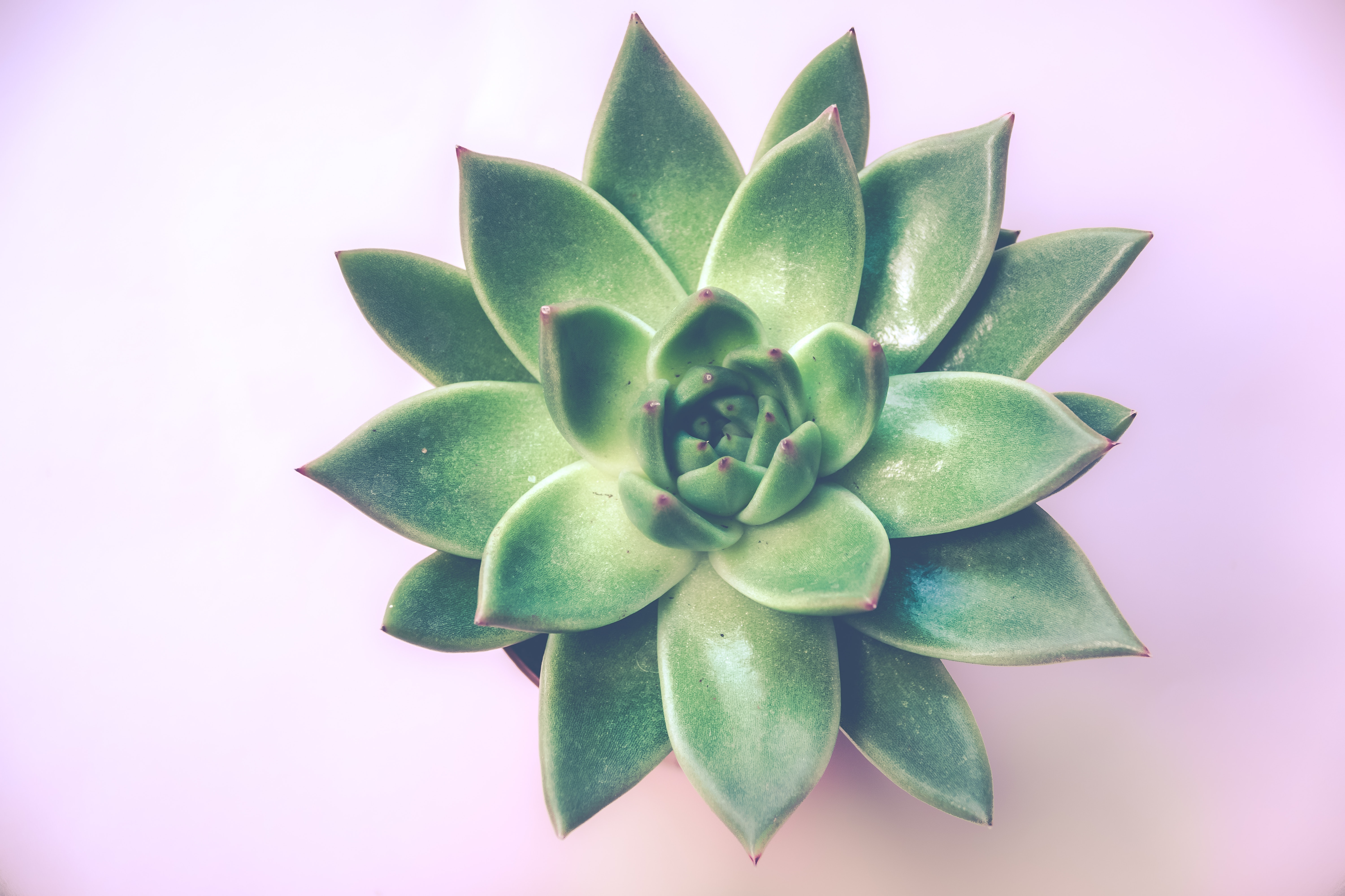 Succulent Plant Photo, Download Free Succulent Plant & HD Image