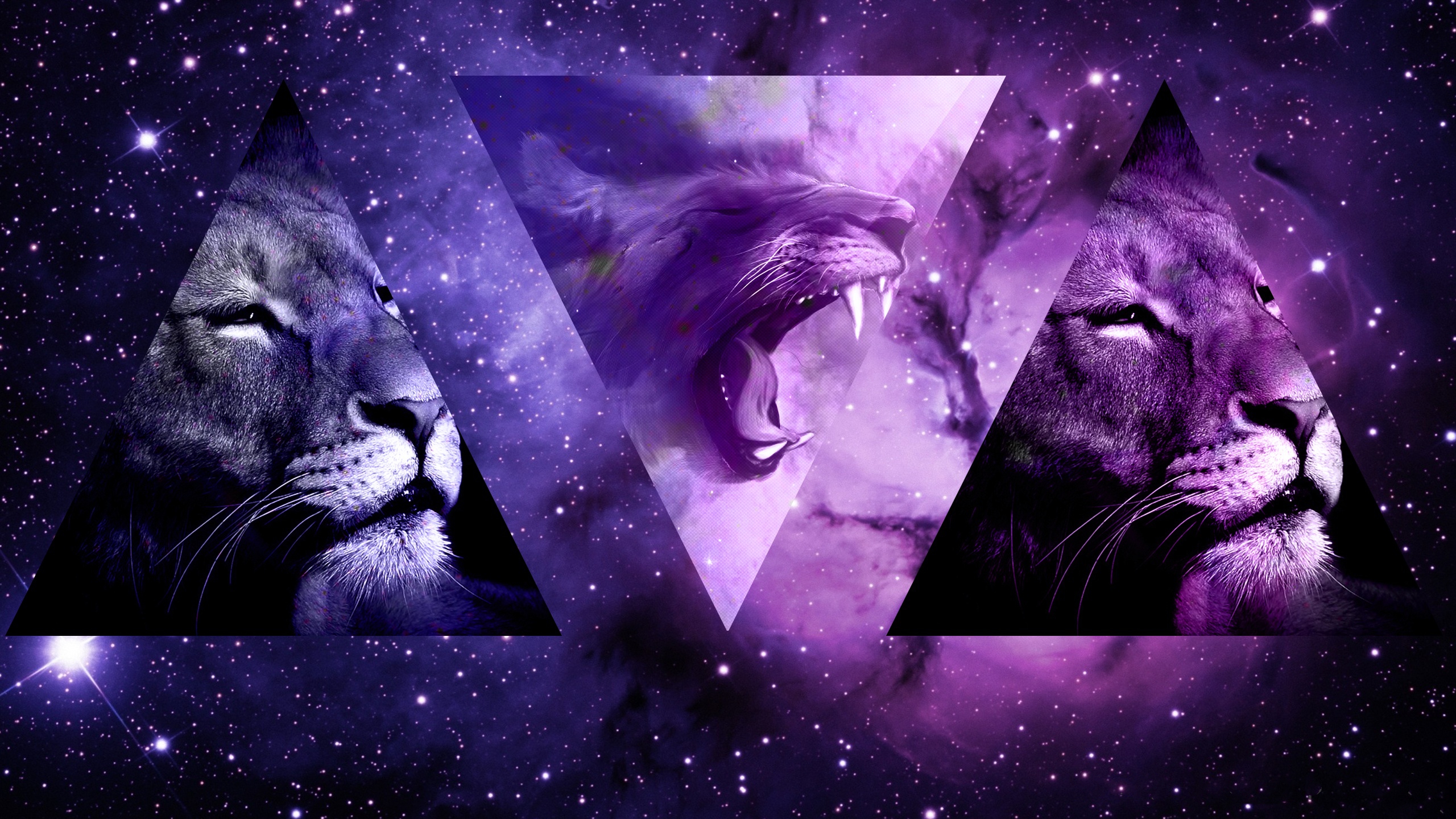 Lion HD Wallpaper and Background