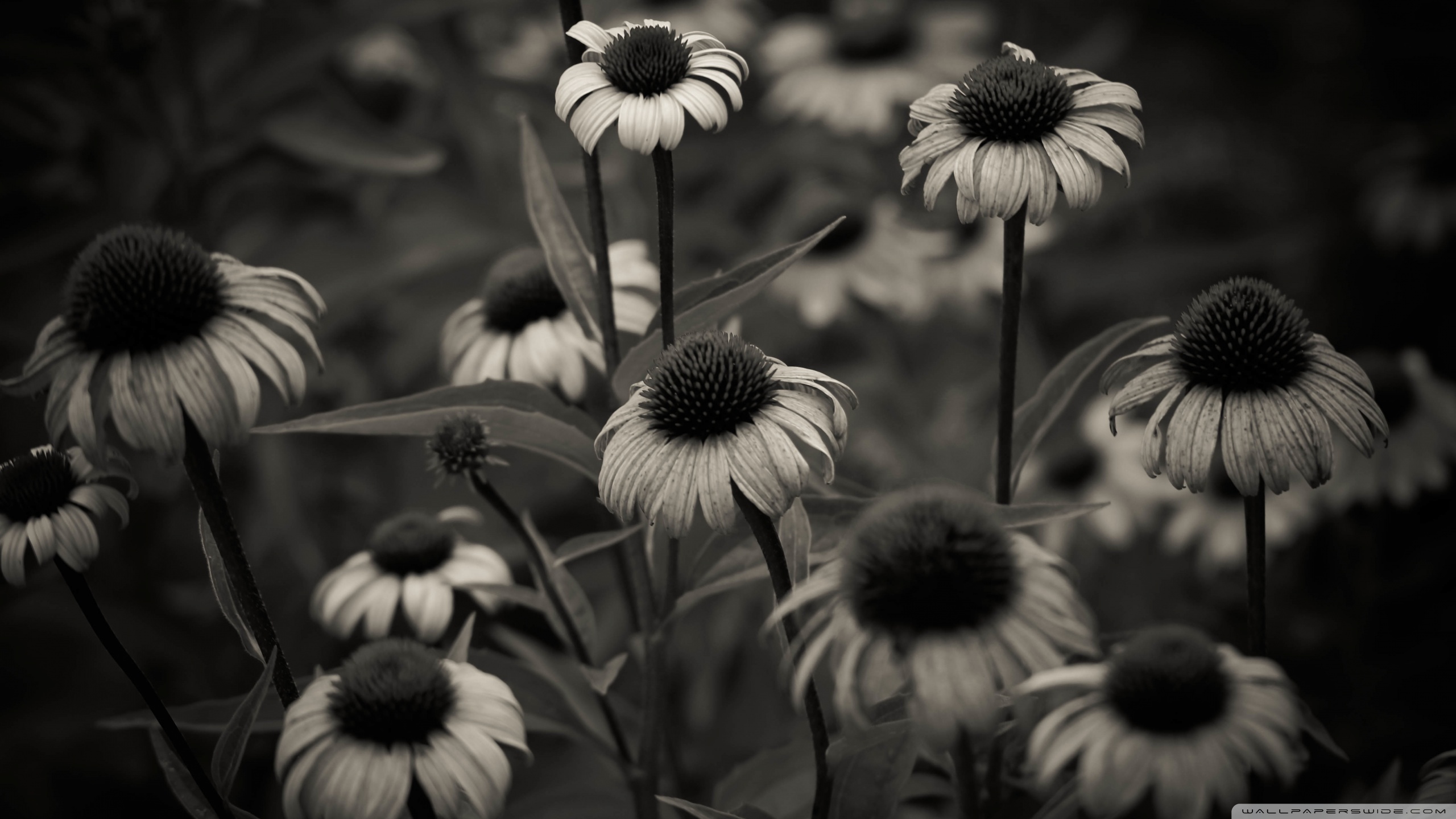 Summer Black And White Wallpapers - Wallpaper Cave