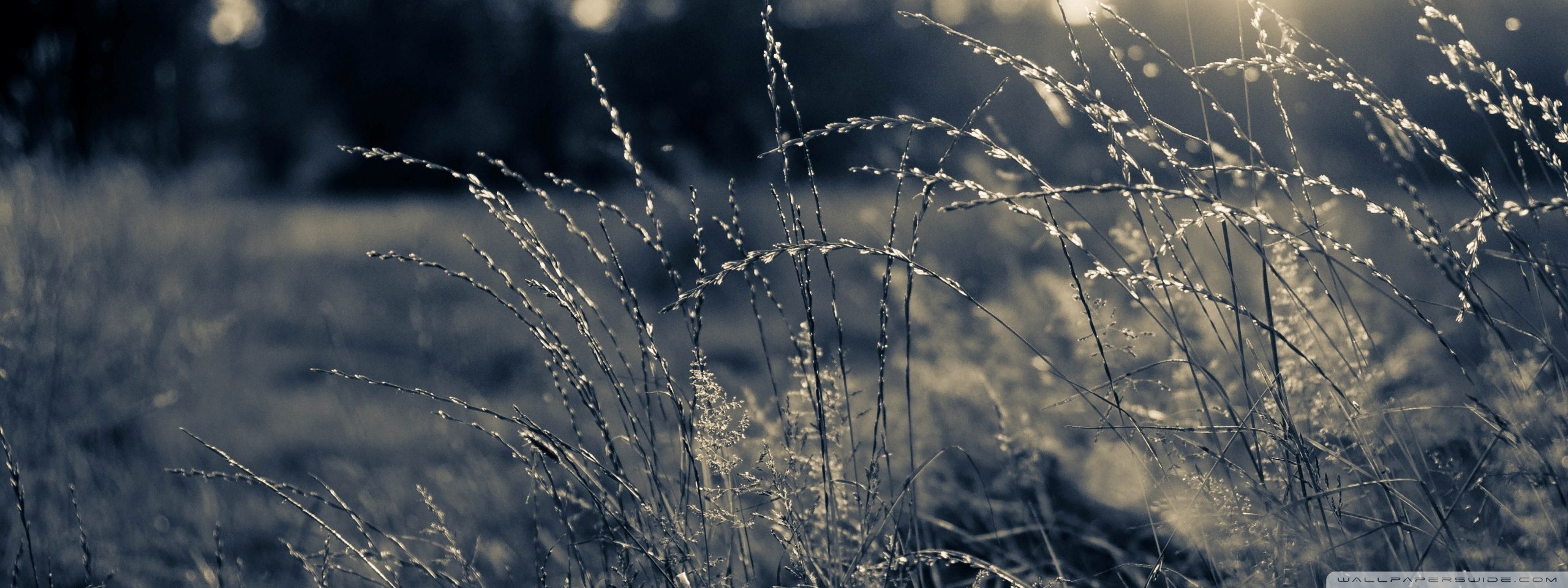 Summer Field, Black And White Ultra HD Desktop Background Wallpaper for 4K UHD TV, Multi Display, Dual Monitor, Tablet