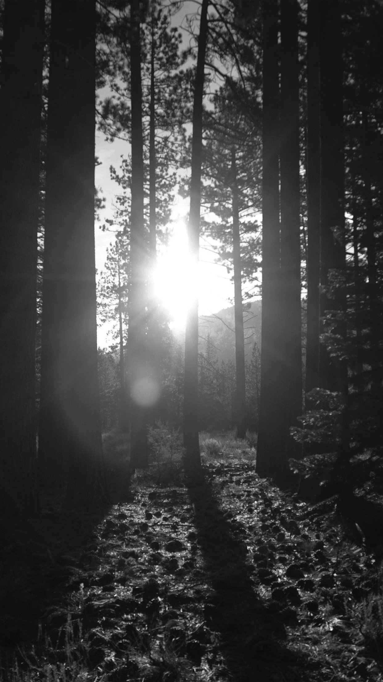 shiny mountain sunny wood summer bw dark