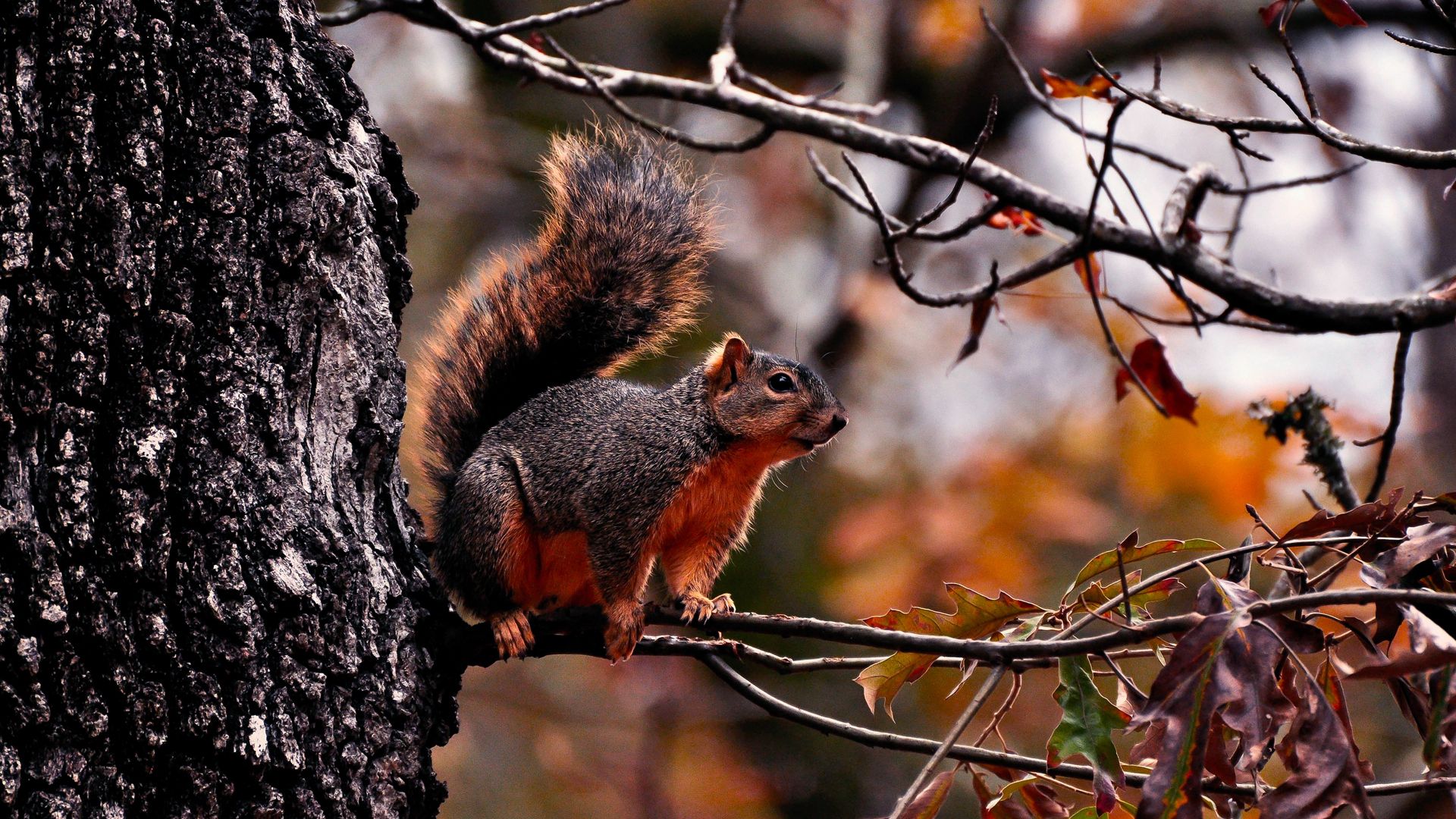 Download wallpaper 1920x1080 squirrel, tree, autumn, branches, leaves full hd, hdtv, fhd, 1080p HD background