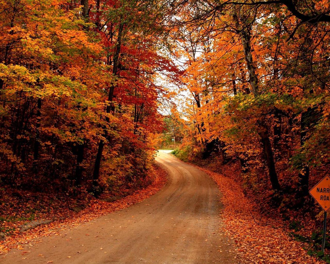 Wallpaper Autumn Nature Roads Seasons