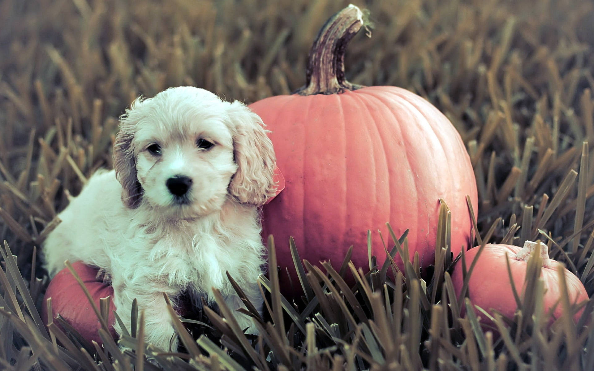 Download Cute Halloween Pumpkin Near Puppy Wallpaper