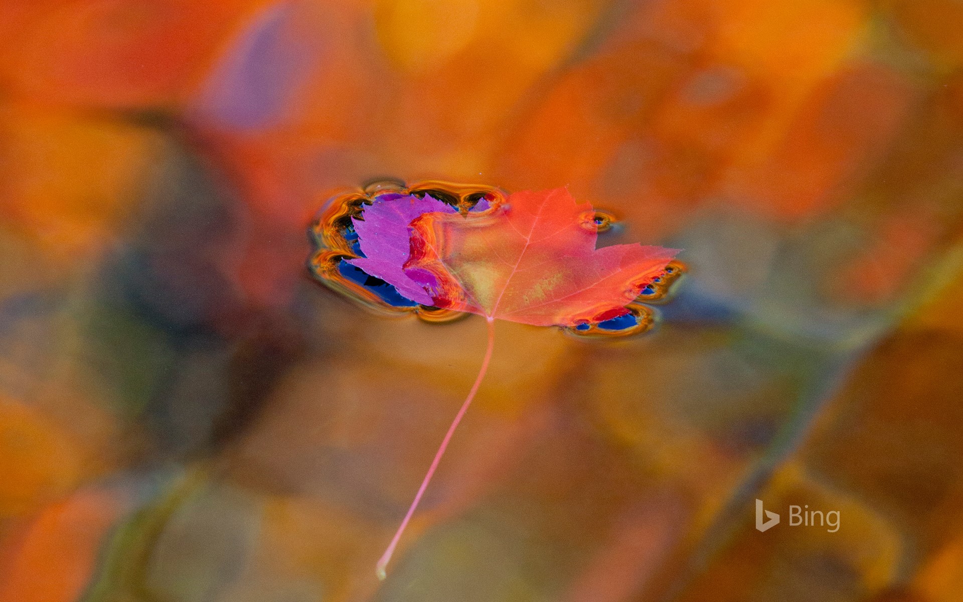 Red Maple Leaf On Autumn Colored Pool In Parc National Du Mont Saint Bruno, Quebec, Canada