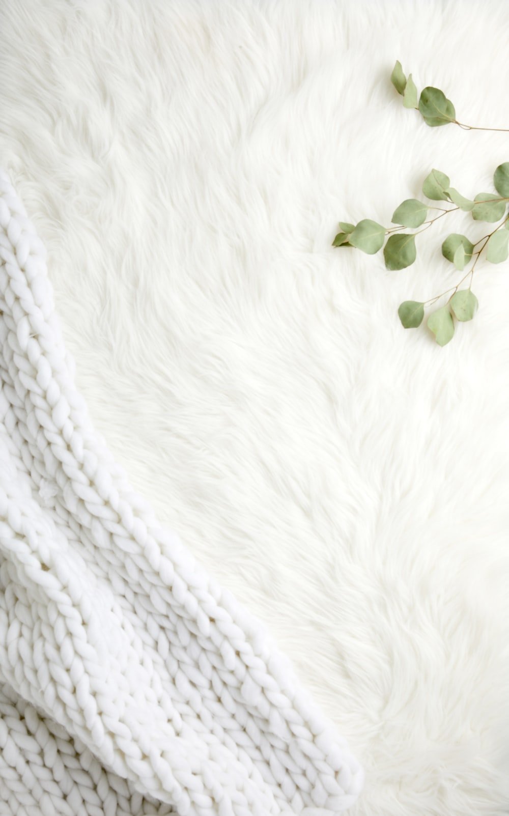 White Fur Picture. Download Free Image