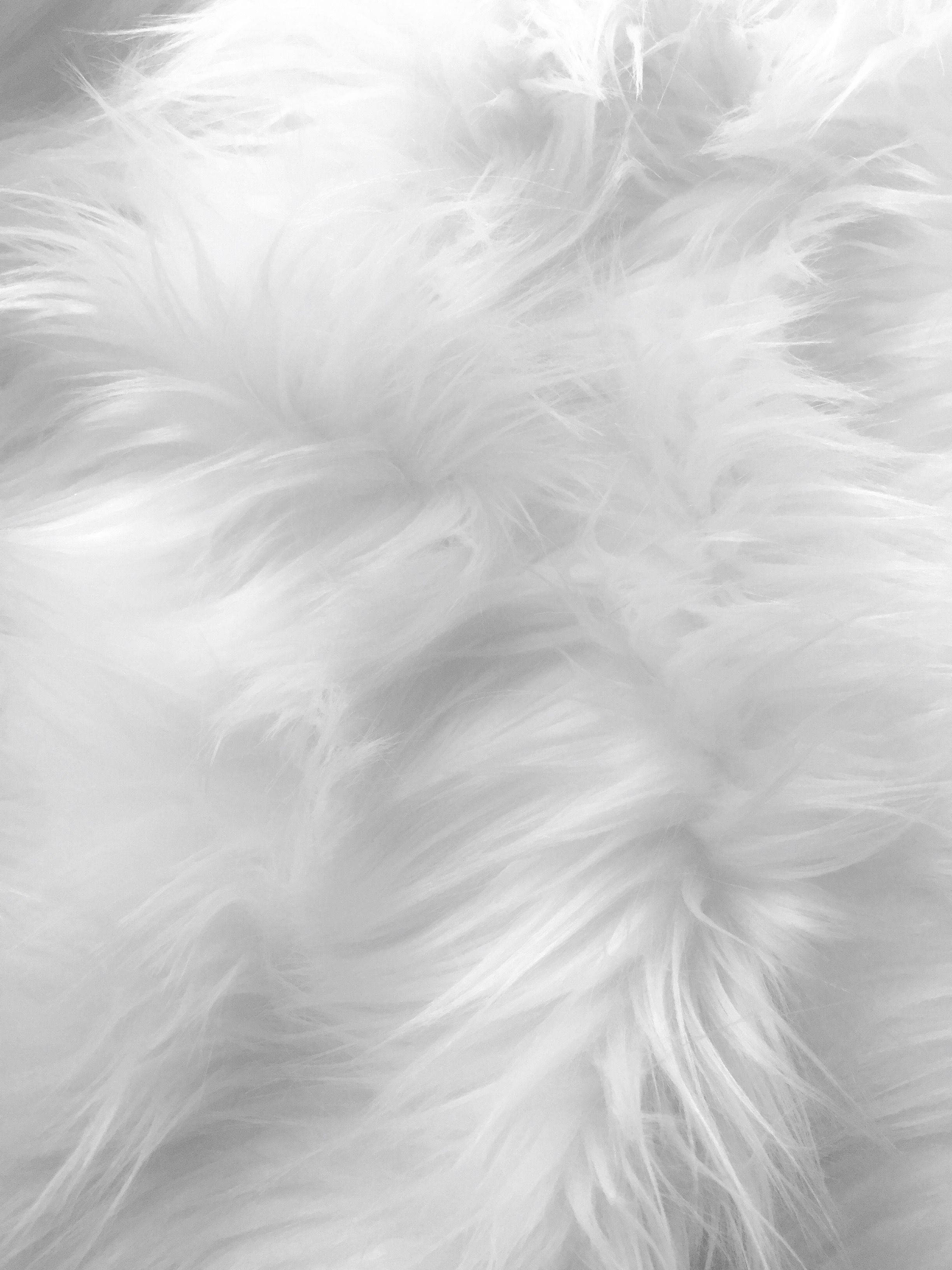 Download Soft White Animal Fur Wallpaper