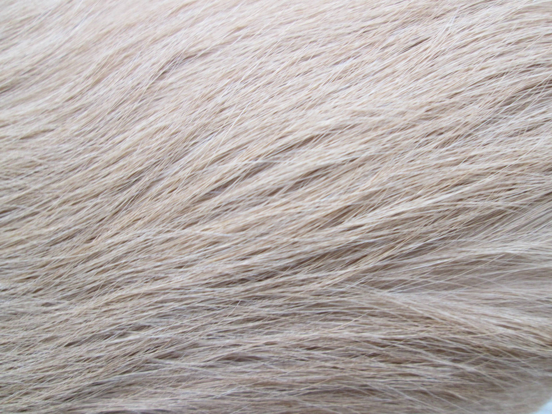 Download Pale White Animal Fur Wallpaper