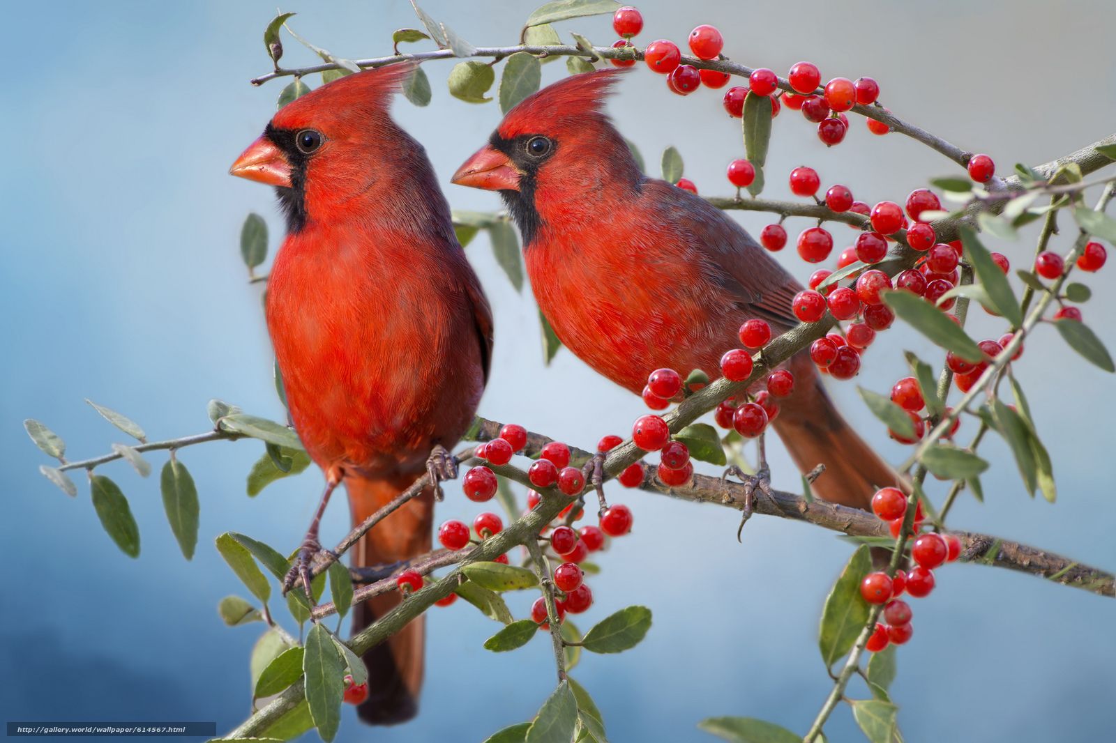 Download wallpaper Red Cardinal, Cardinals, birds, couple free desktop wallpaper in the resolution 2048x136. Красный кардинал, Нарисовать птицу, Красивые птицы