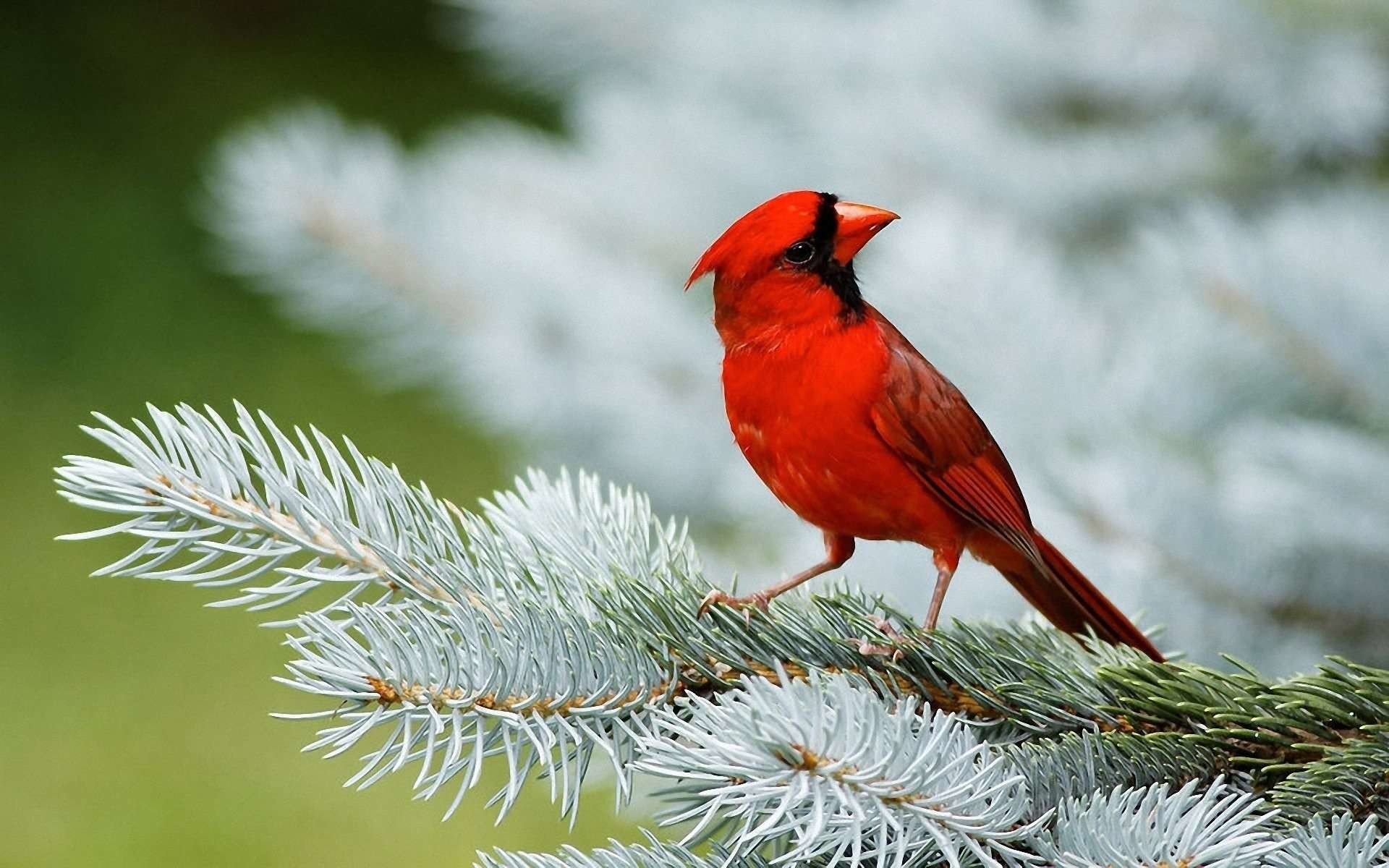 Cardinal Bird Wallpaper