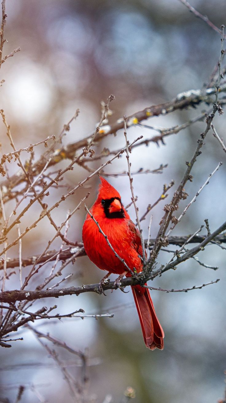 red cardinal. Cardinals wallpaper, Red birds, Aesthetic wallpaper