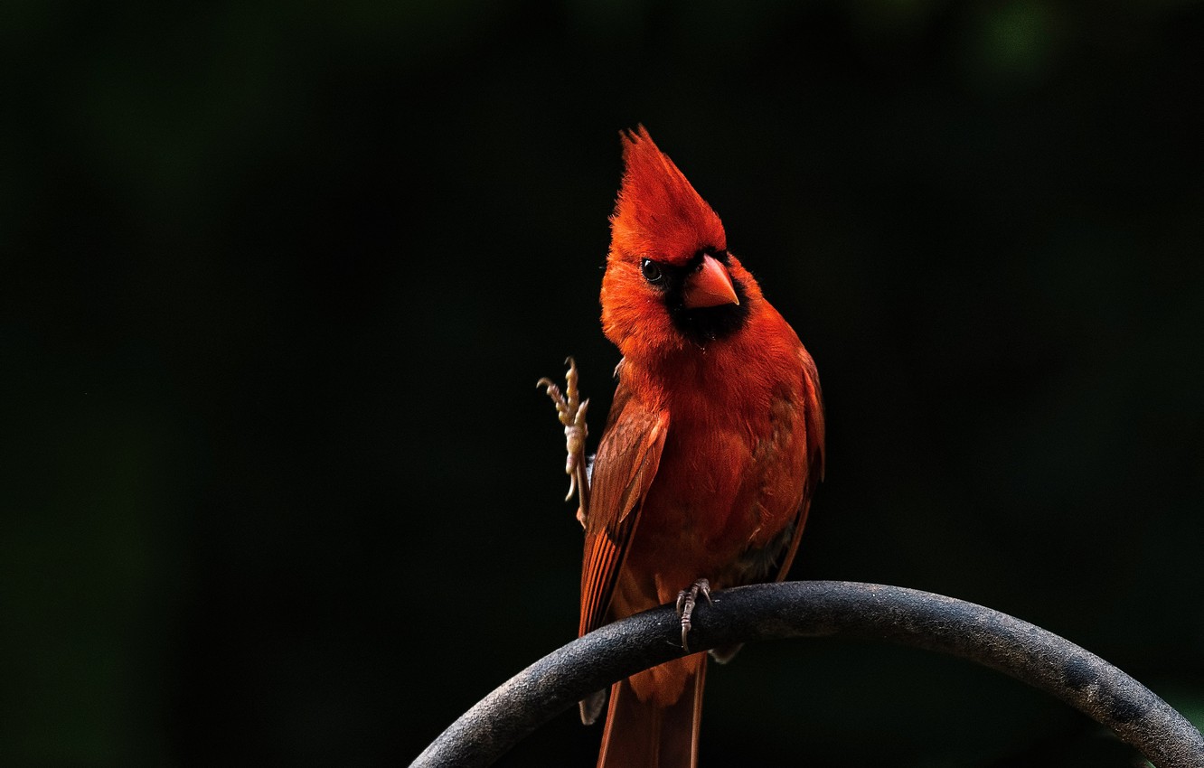 Wallpaper red, bird, red, bird, cardinal, Angry Birds, cardinal, Red cardinal, Angry Birds, Red Cardinal image for desktop, section животные