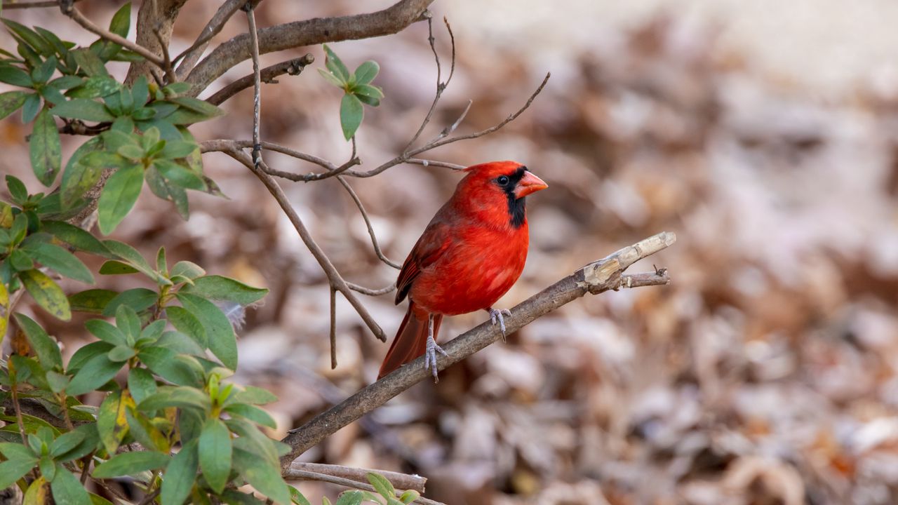 Wallpaper red cardinal, bird, wildlife hd, picture, image