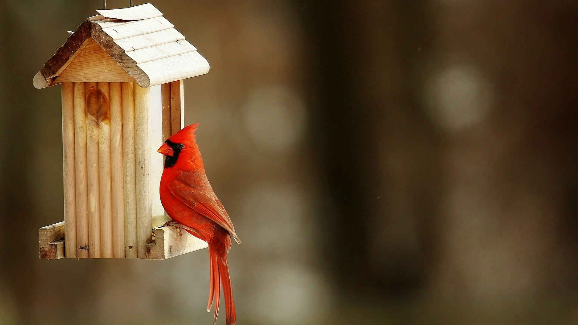 Desktop Wallpaper Cardinal Bird, Red Bird, Birdhouse, HD Image, Picture, Background, D3 Qrq
