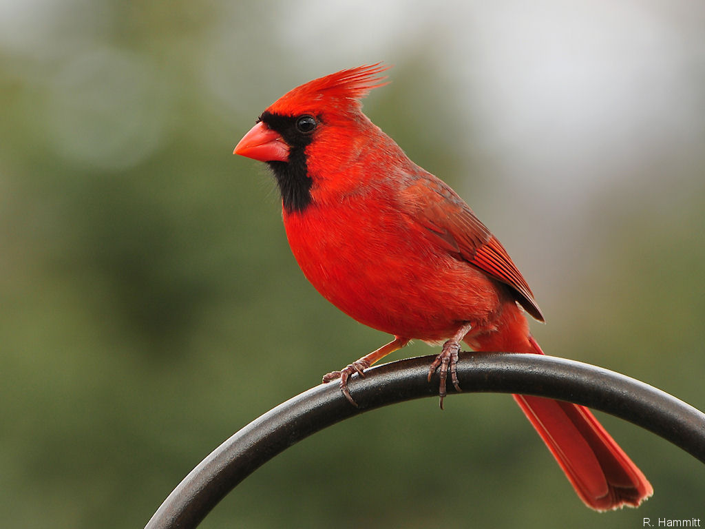 north american male cardinal