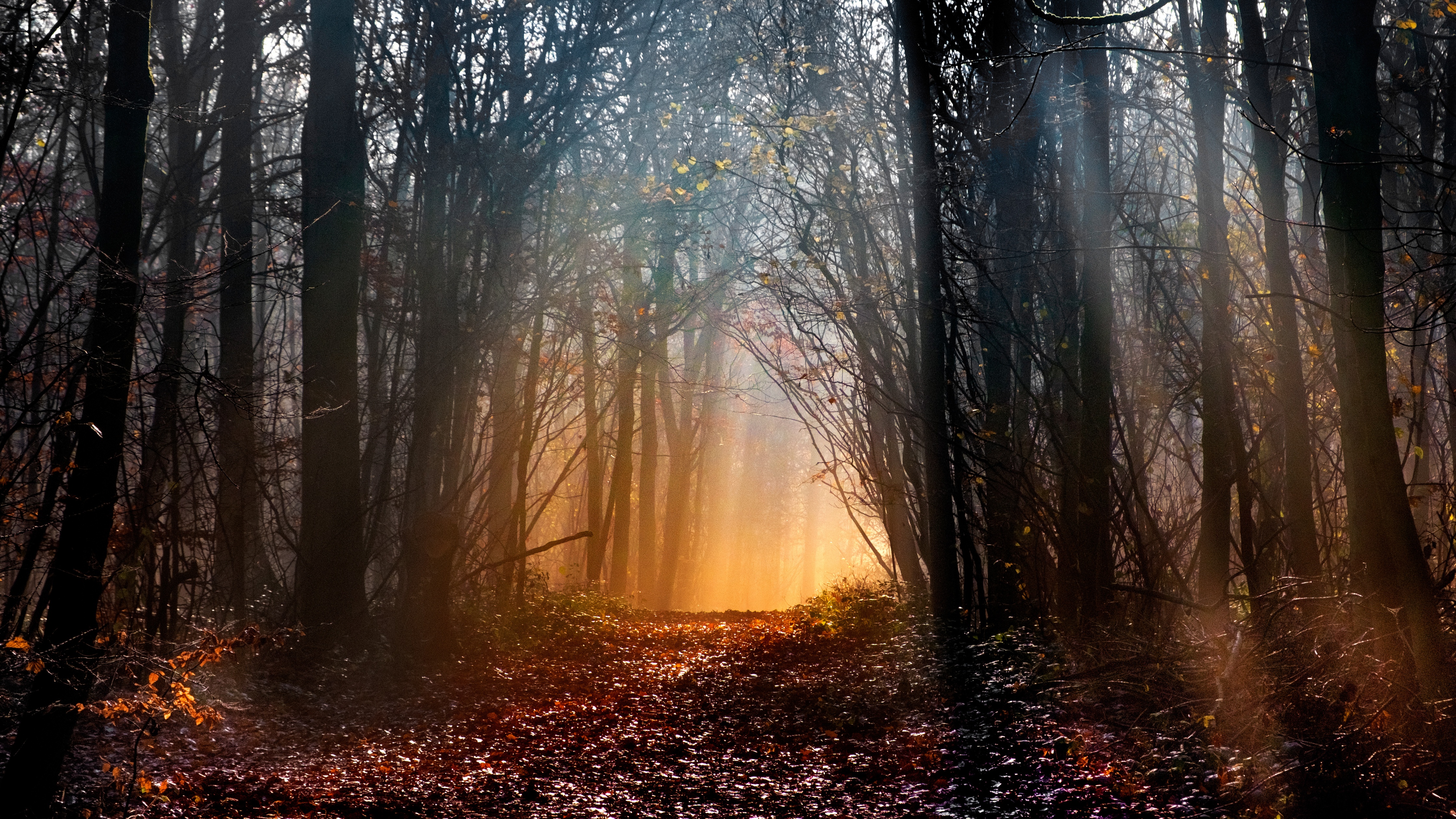 Woodland Wallpaper 4K, Early Morning, Sun light, Forest path, Trees, Nature