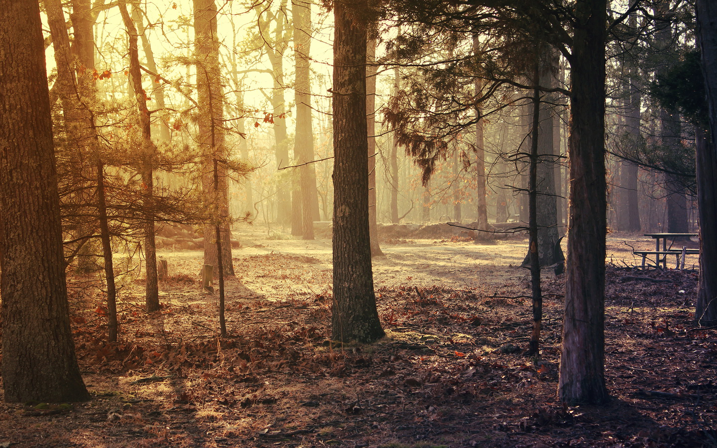 Morning Forest Wallpaper Free Morning Forest Background