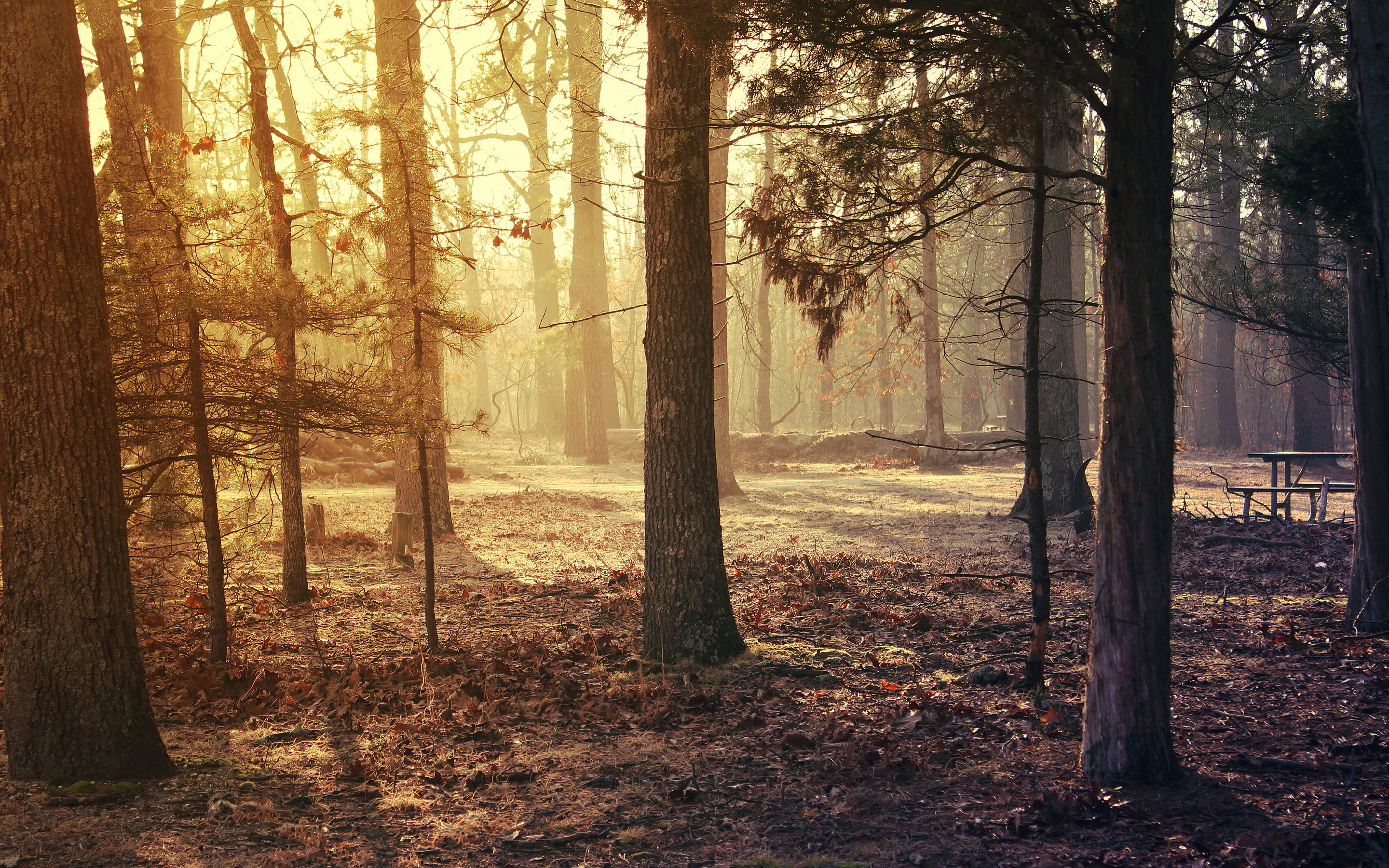 Early Morning Forest