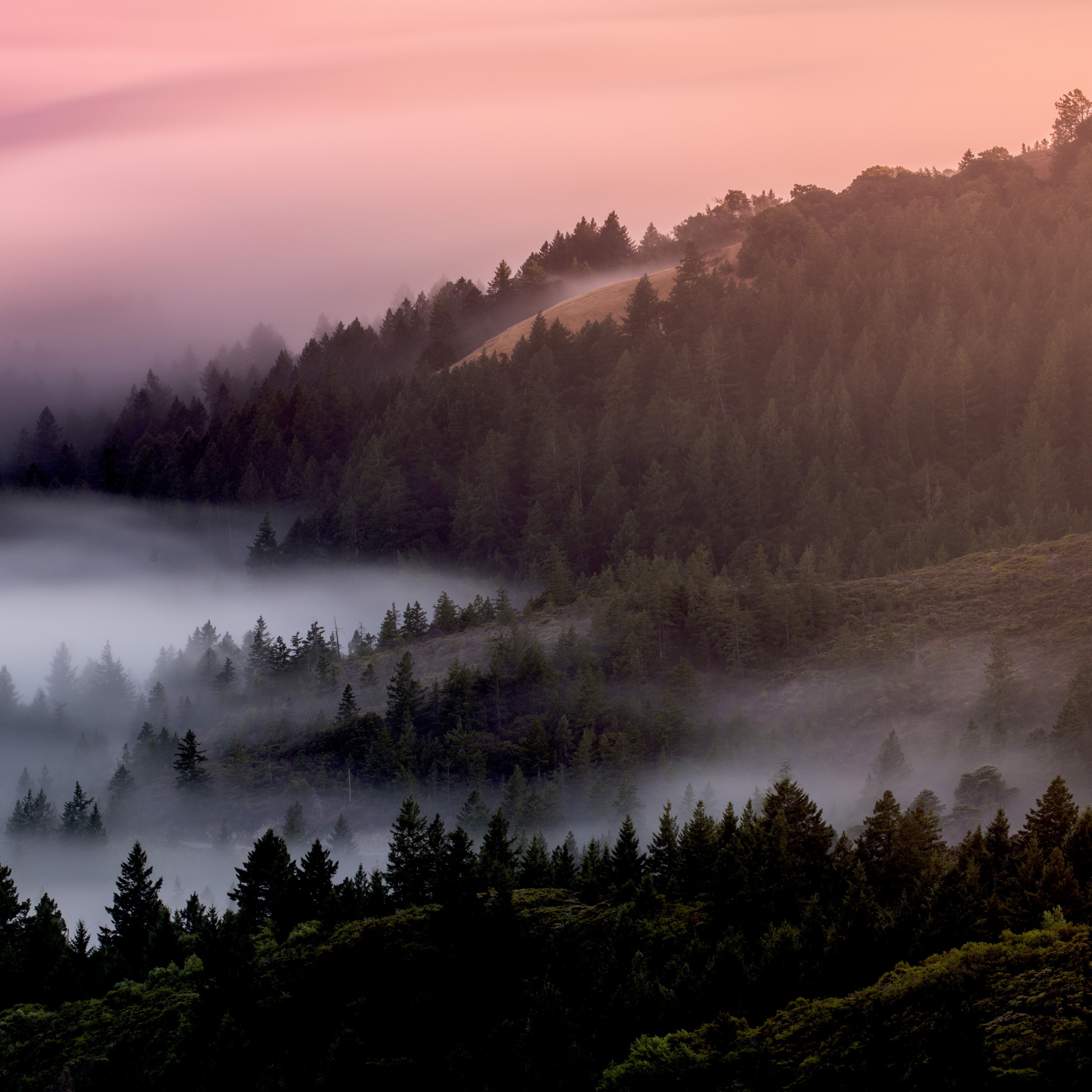 Forest Wallpaper 4K, Foggy, Mist, Pine trees, Early Morning, 5K, Nature