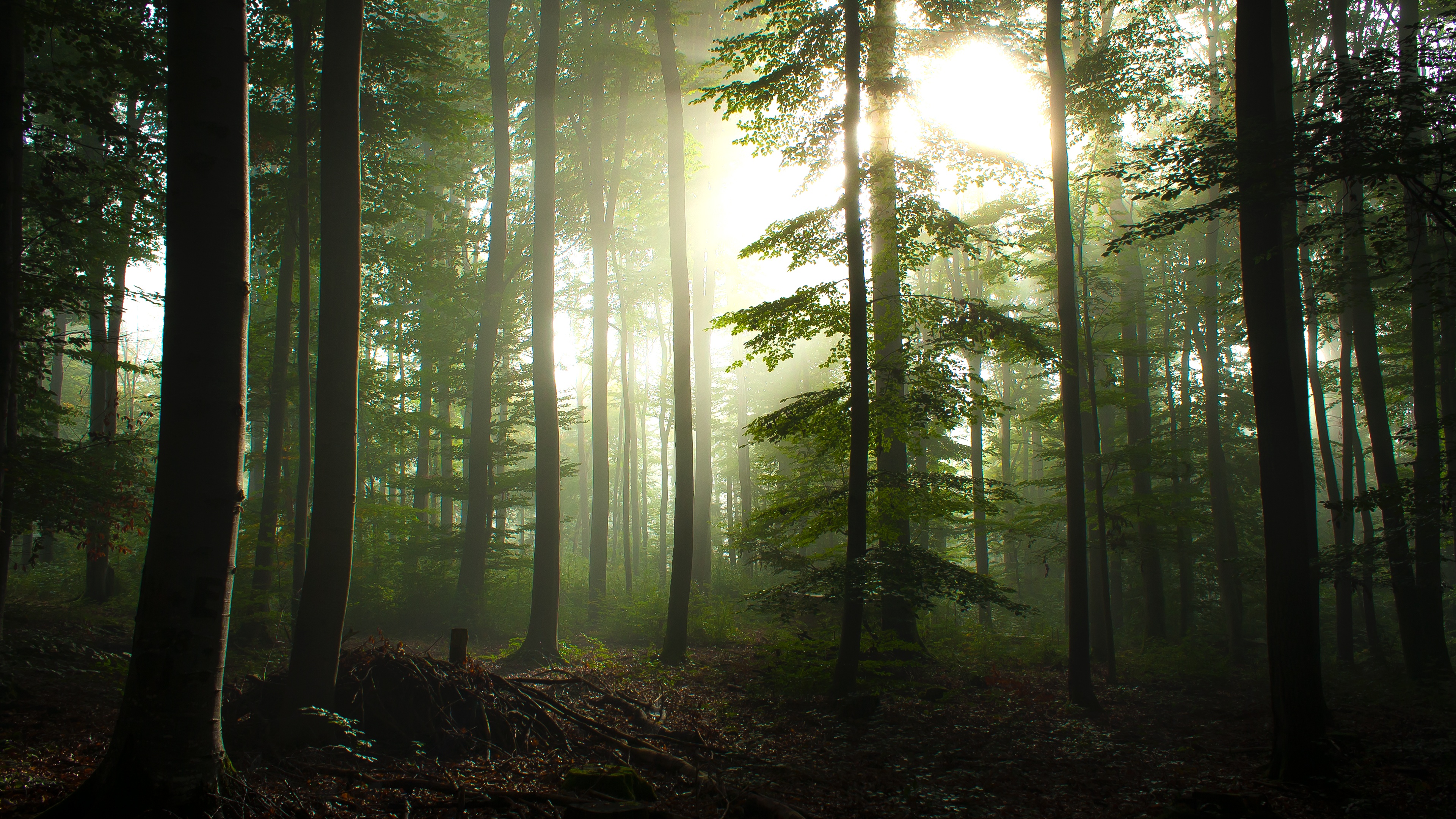 Forest Trees Wallpaper 4K, Early Morning, Foggy, Sunrise, Woods, Landscape, Nature