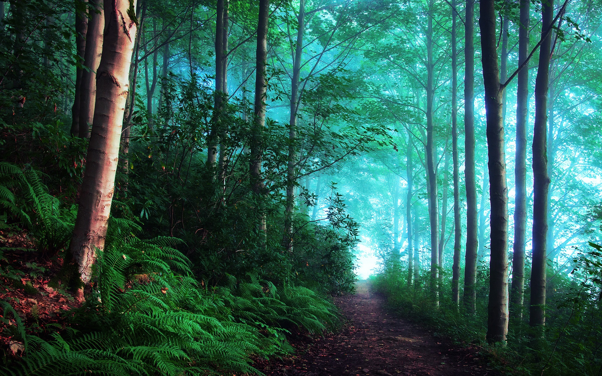 Wallpaper England, early morning forest, fog, blue 1920x1200 HD Picture, Image