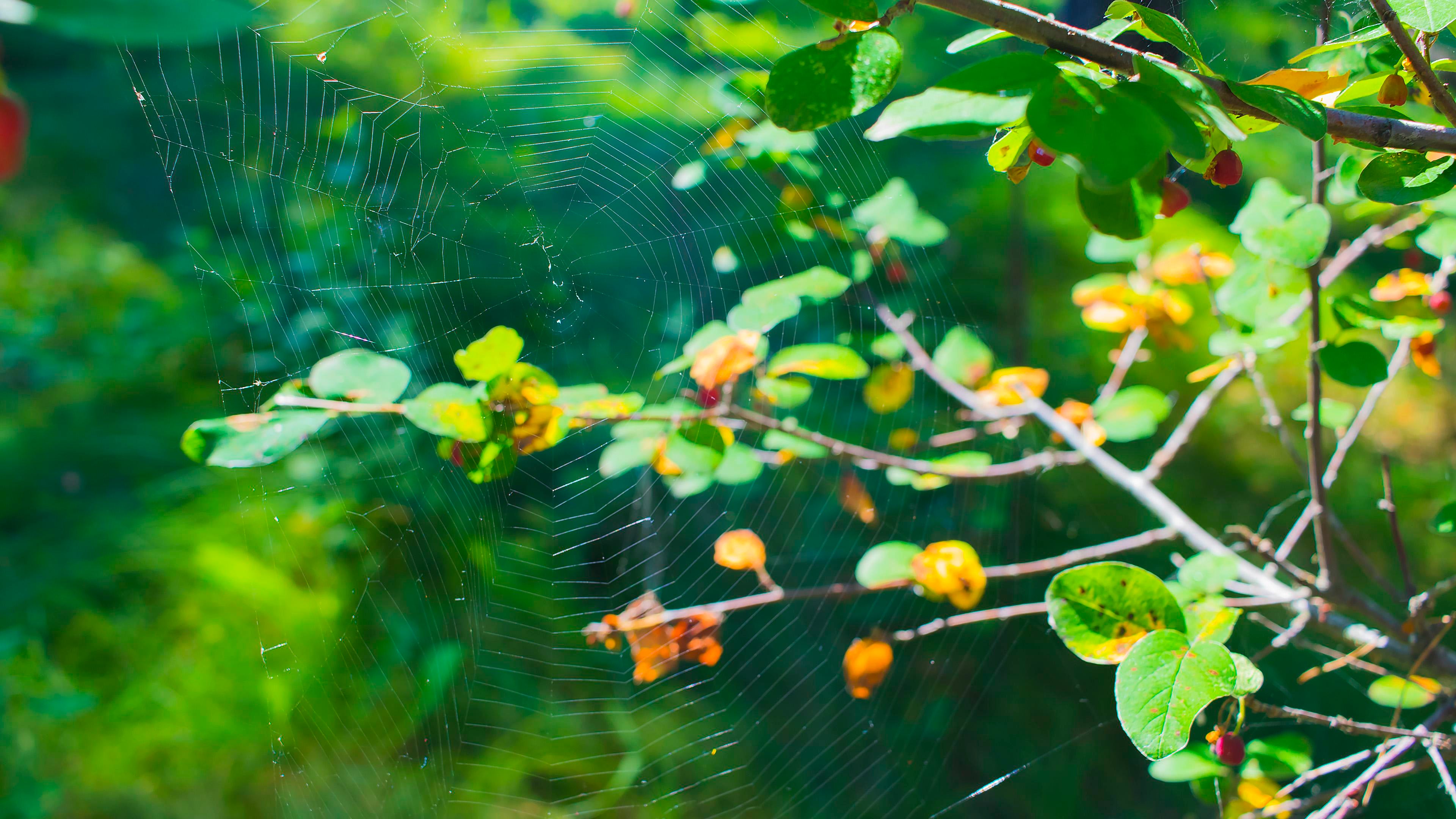 A Spiderweb in a Morning Forest 4K wallpaper