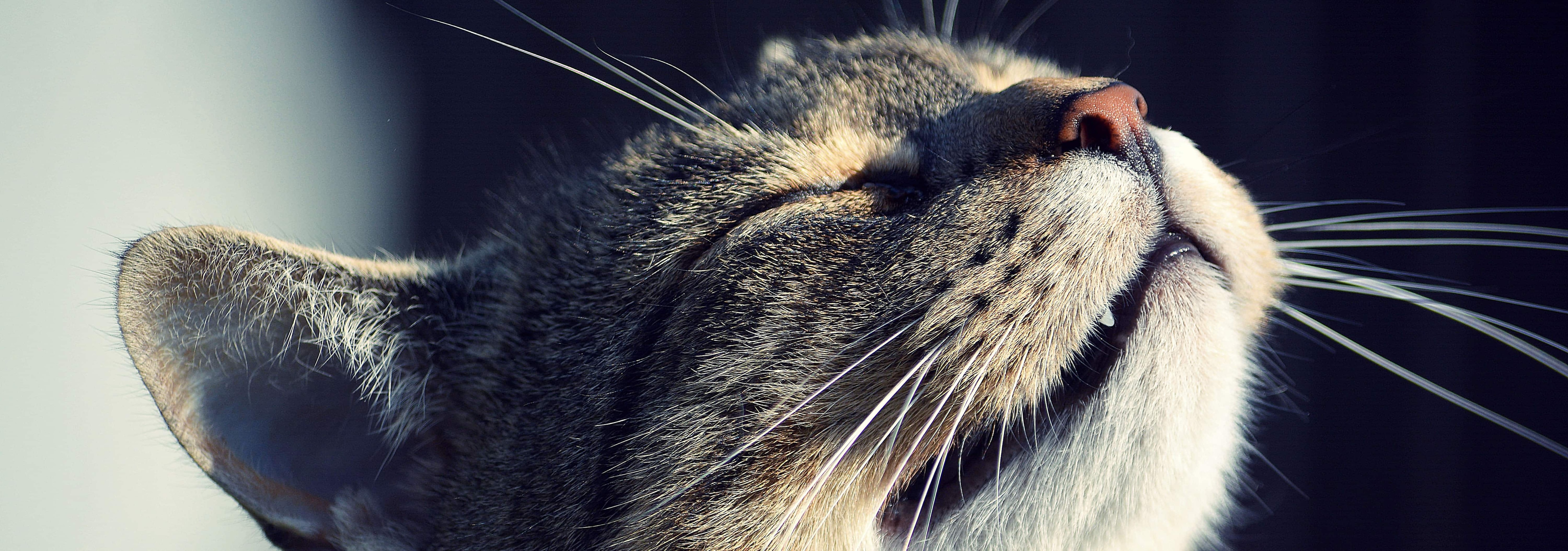Why Your Cat's Nose Is Running (& How to Help). Hill's Pet