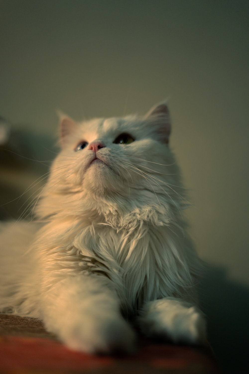 Persian Cat Picture. Download Free Image