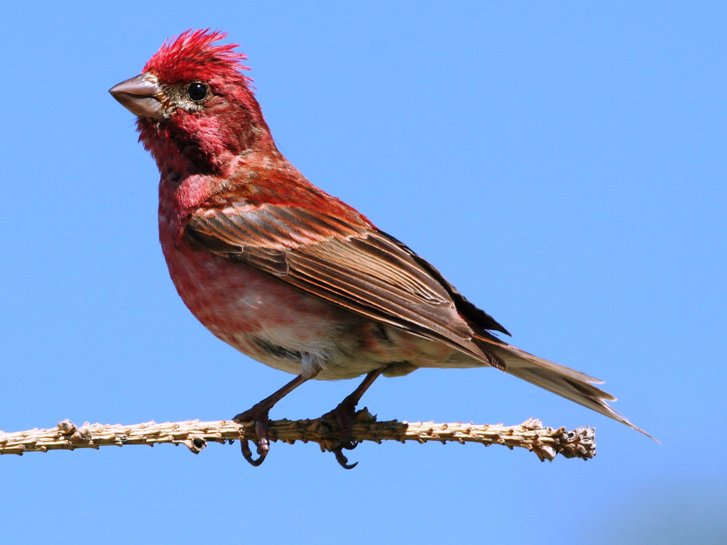 Photos of Purple Finch (Haemorhous purpureus) · iNaturalist