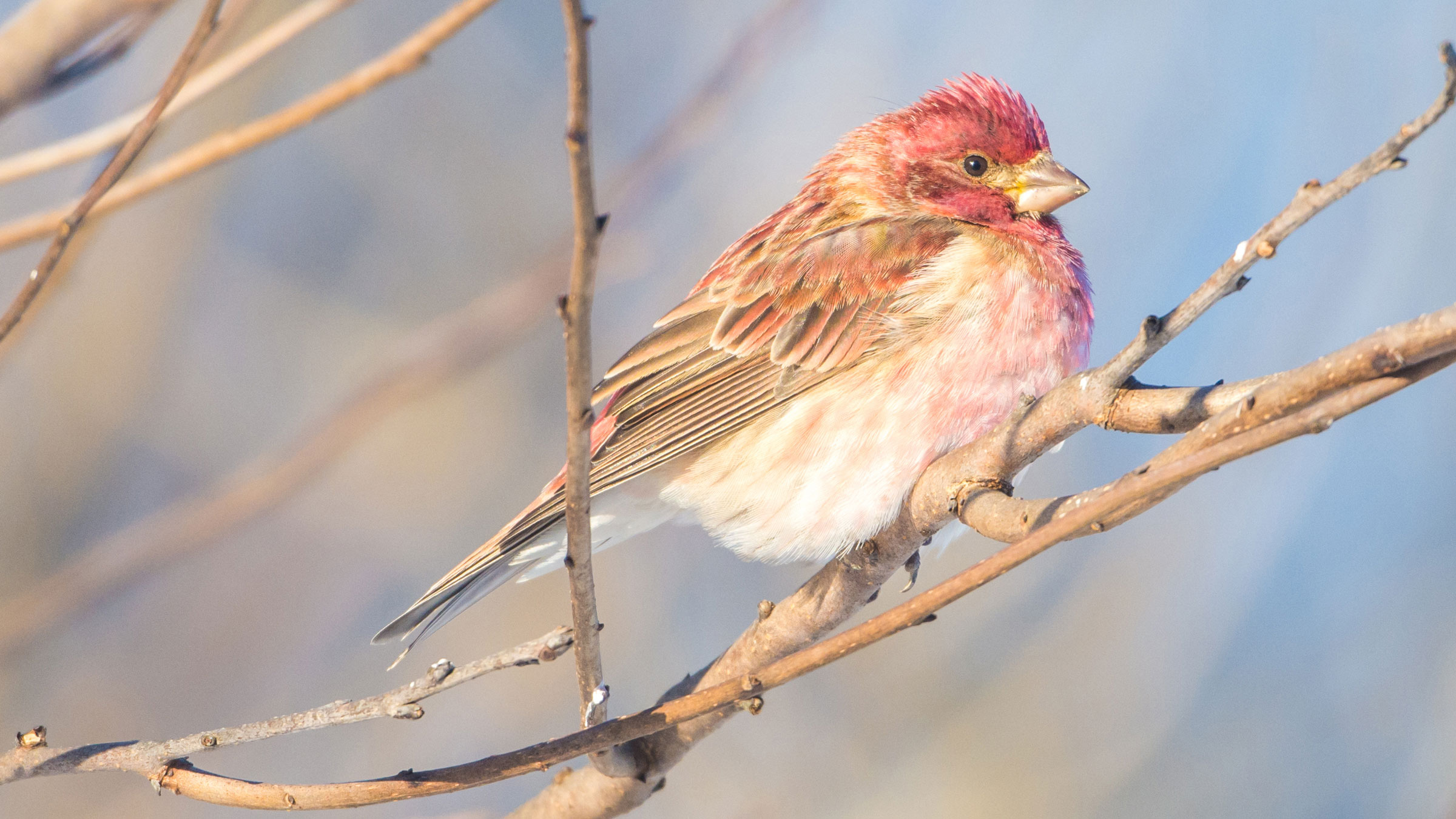 Purple Finch. Audubon Field Guide