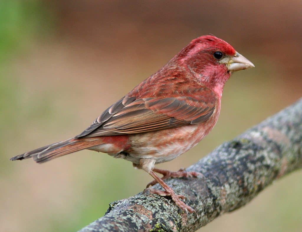 Finches in Ohio (9 Species with Picture) Bird World