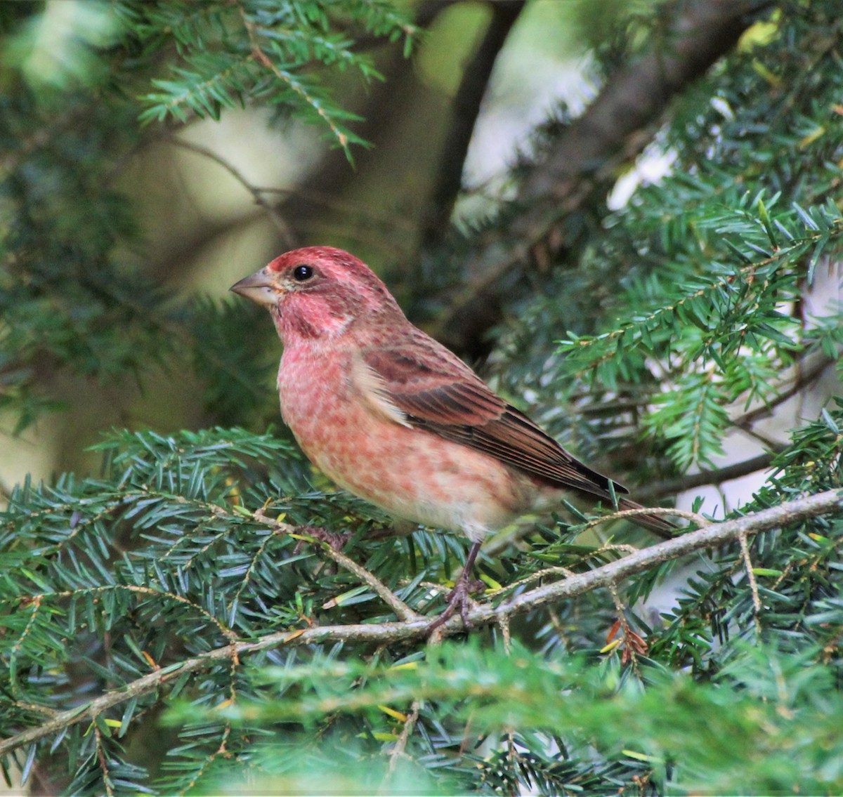 How to Attract and Identify a Purple Finch and Blooms