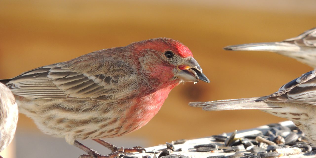 Wild Things: House finch (Haemorhous mexicanus)