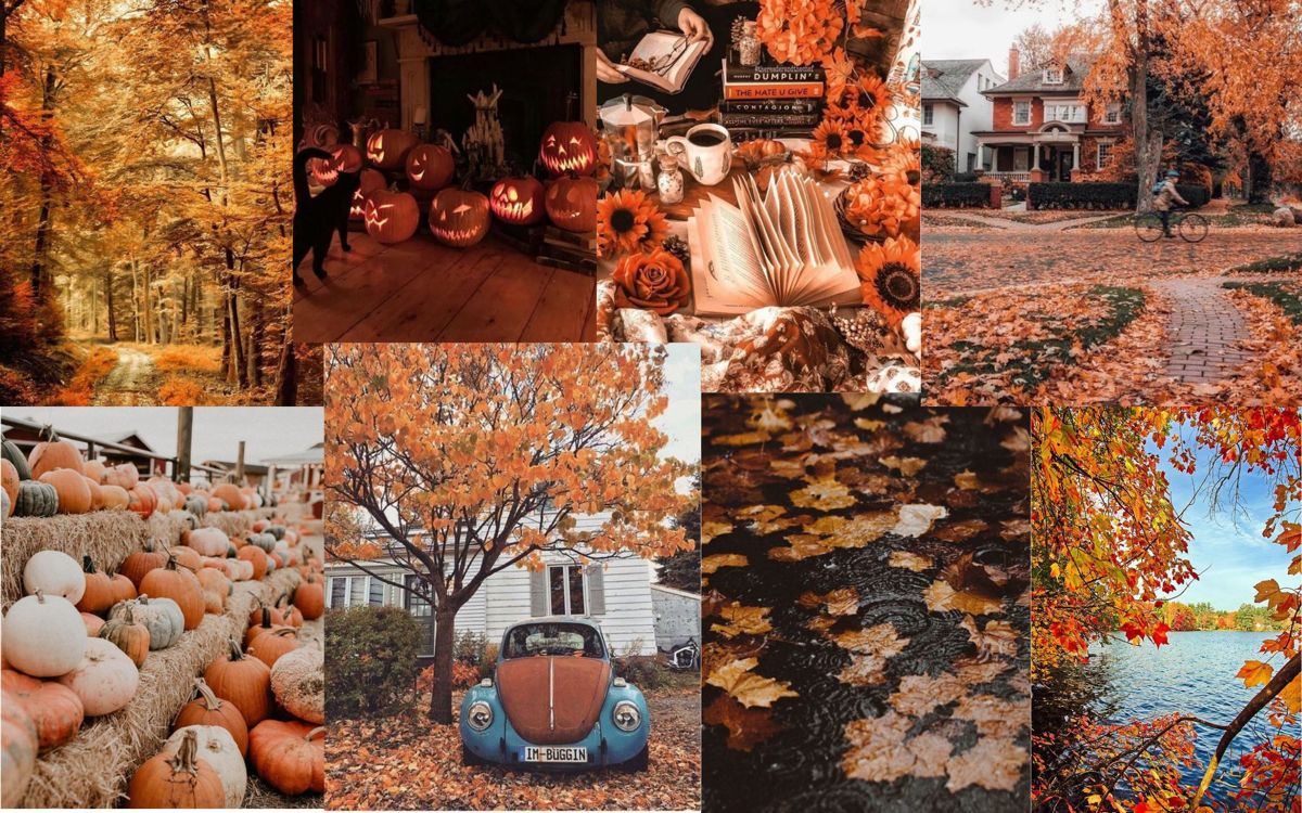 3200 Autumn Vibe Stock Photos Pictures  RoyaltyFree Images  iStock